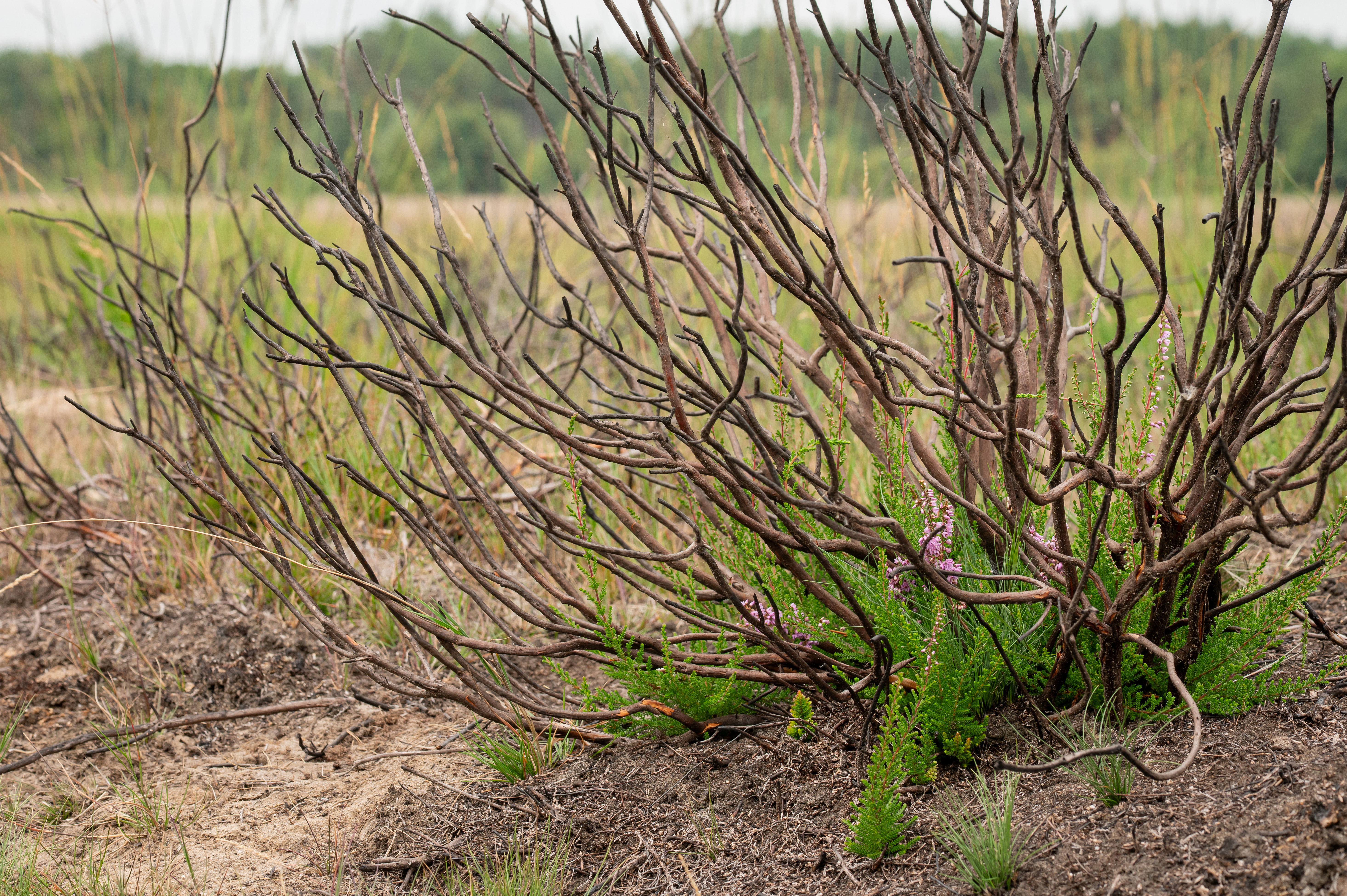 Onder uit een verbrande heidestruik schieten 5 maanden na een brand de jonge scheuten weer uit.