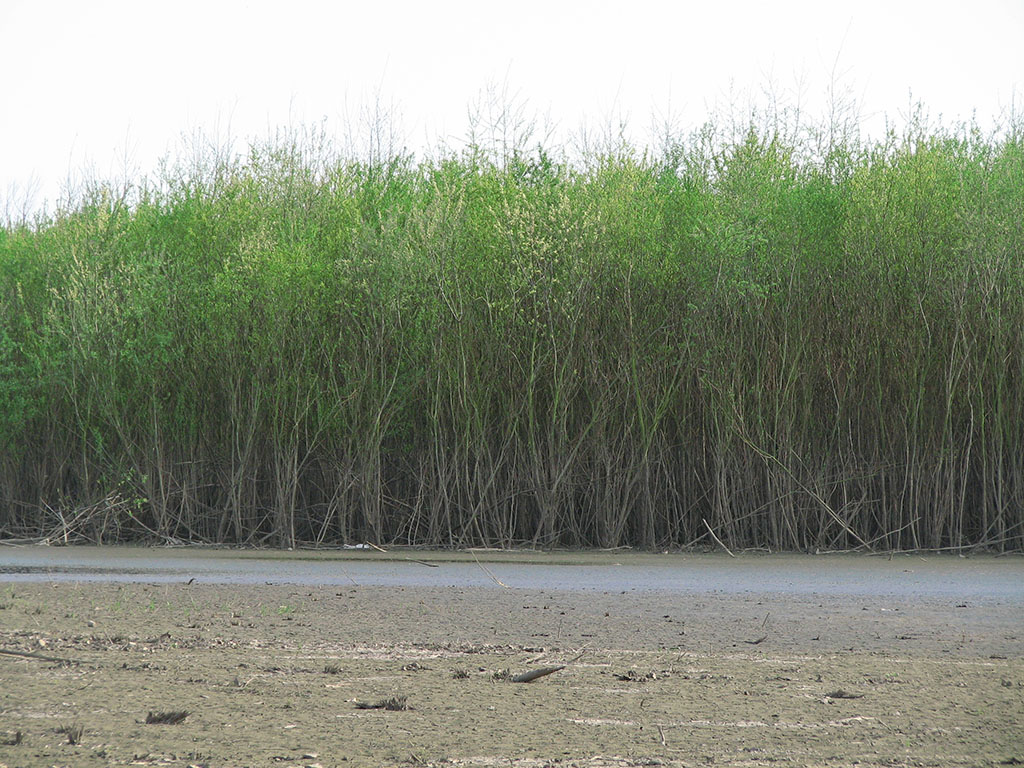 Massale wilgenopslag in Meers