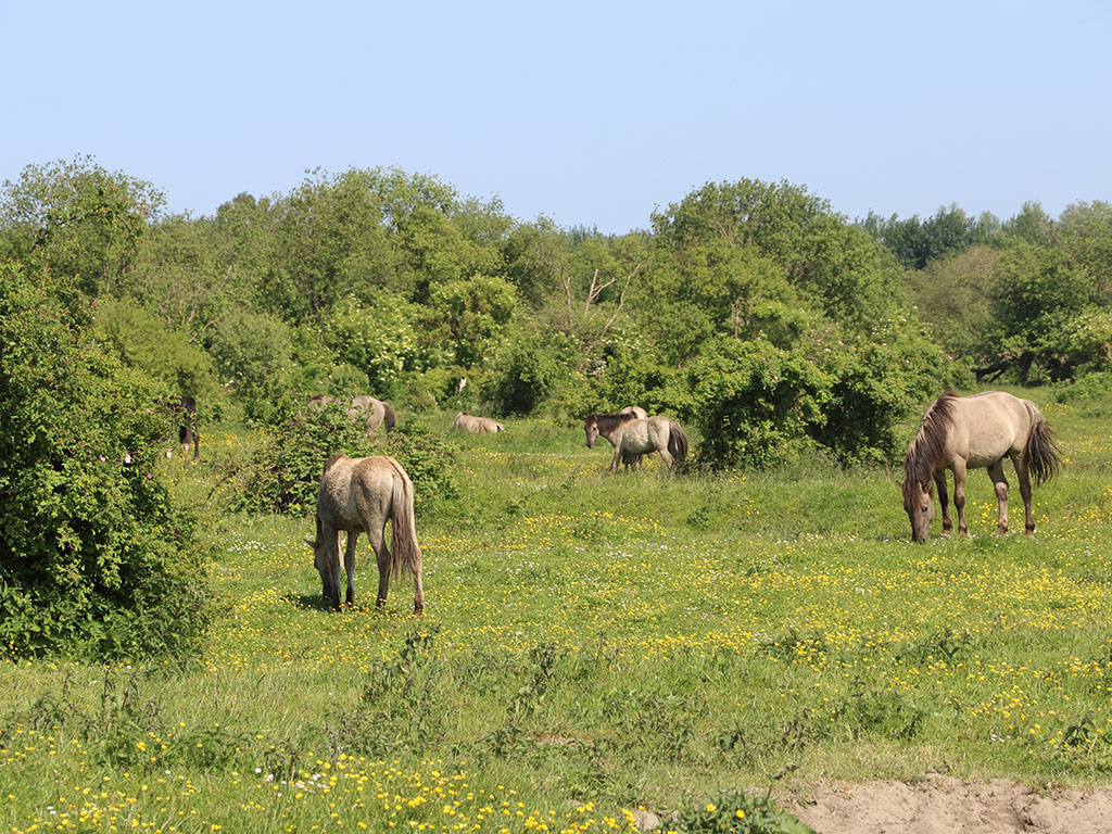 Slikken van de Heen-Konikpaarden
