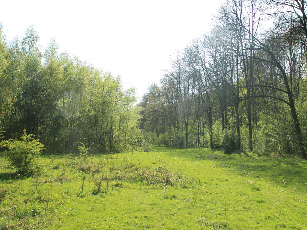 Jong en oud bos bij Meersenerbroek