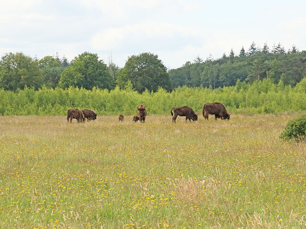 wisent en bloemrijk grasland