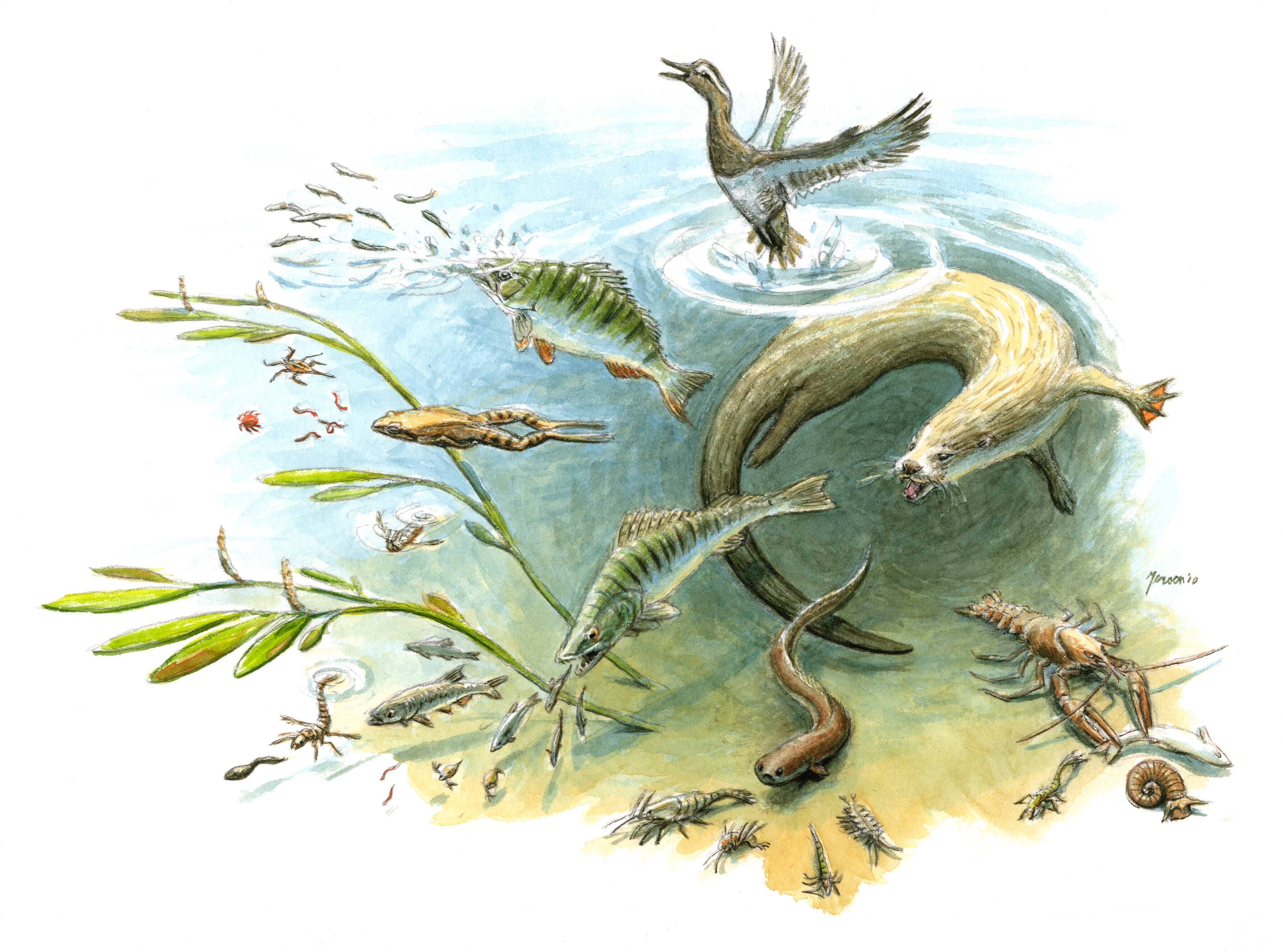 Tekening van een vissende otter gemaakt door Jeroen Helmer