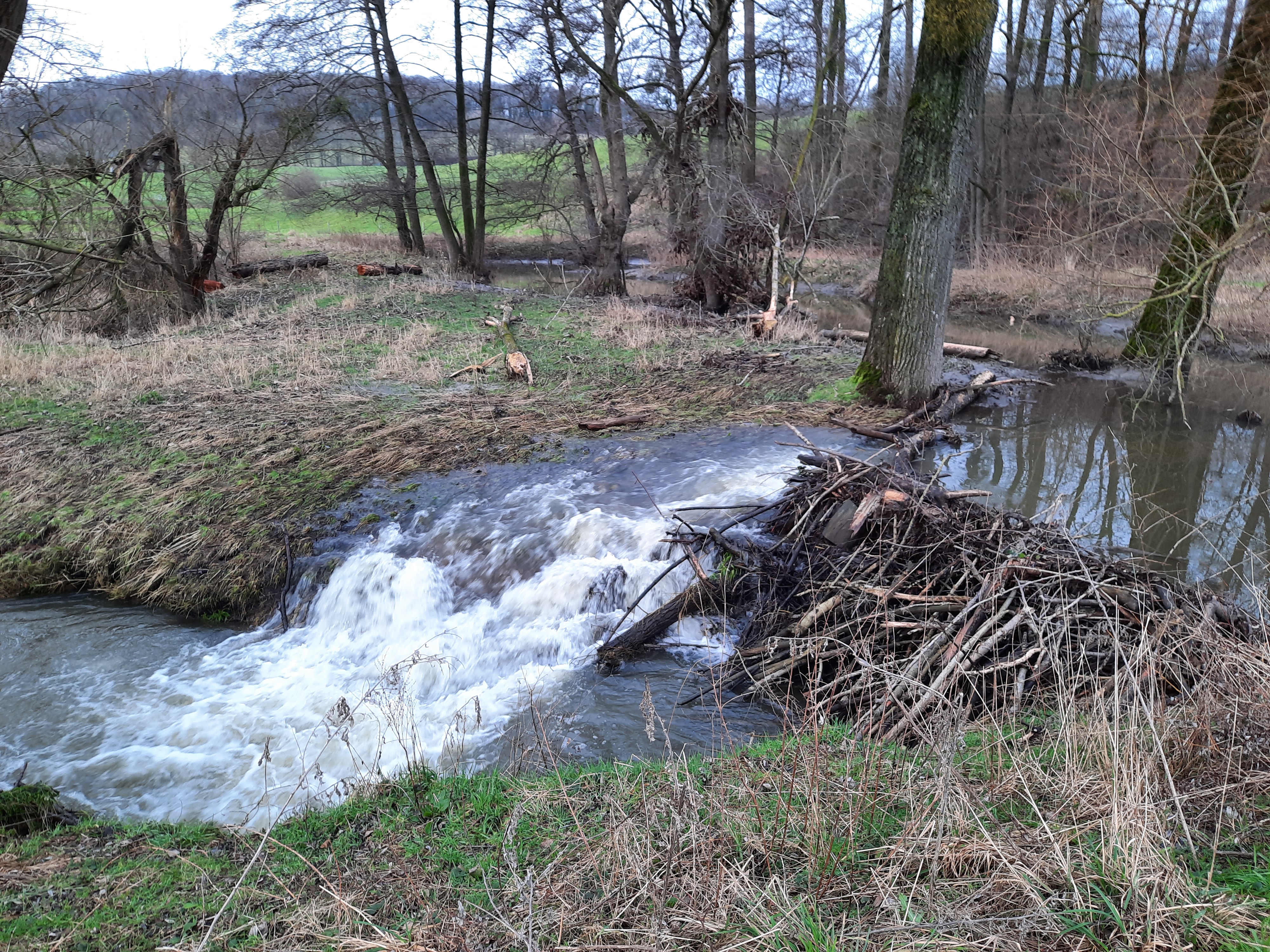 Het Gulpdal bij Slenaken. De humus, de bodem en het bodemleven, de planten van wortel tot blad, maar evenzeer de omgevallen bomen, de ruwe, ruige graspollen en dammen van bevers – ze helpen allemaal mee om regenwater beter op te vangen, te laten infiltreren, of af te remmen 