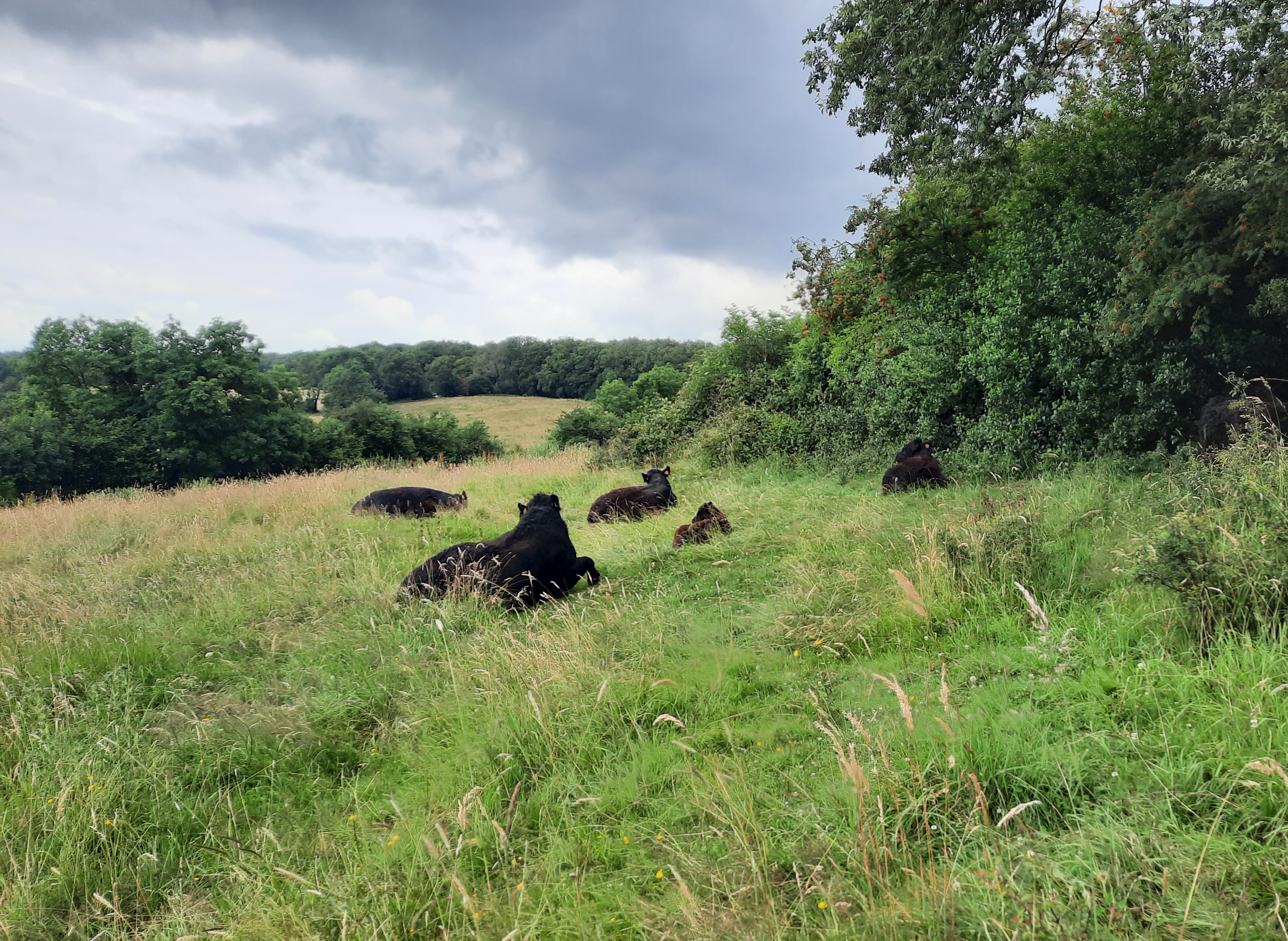Dicht bij de bovenste bronnen van de Gulp in Wallonië, tussen Henri Chapelle en Hombourg, zijn op de hellingen agrarische graslanden aangekocht en omgevormd naar natuurgrasland