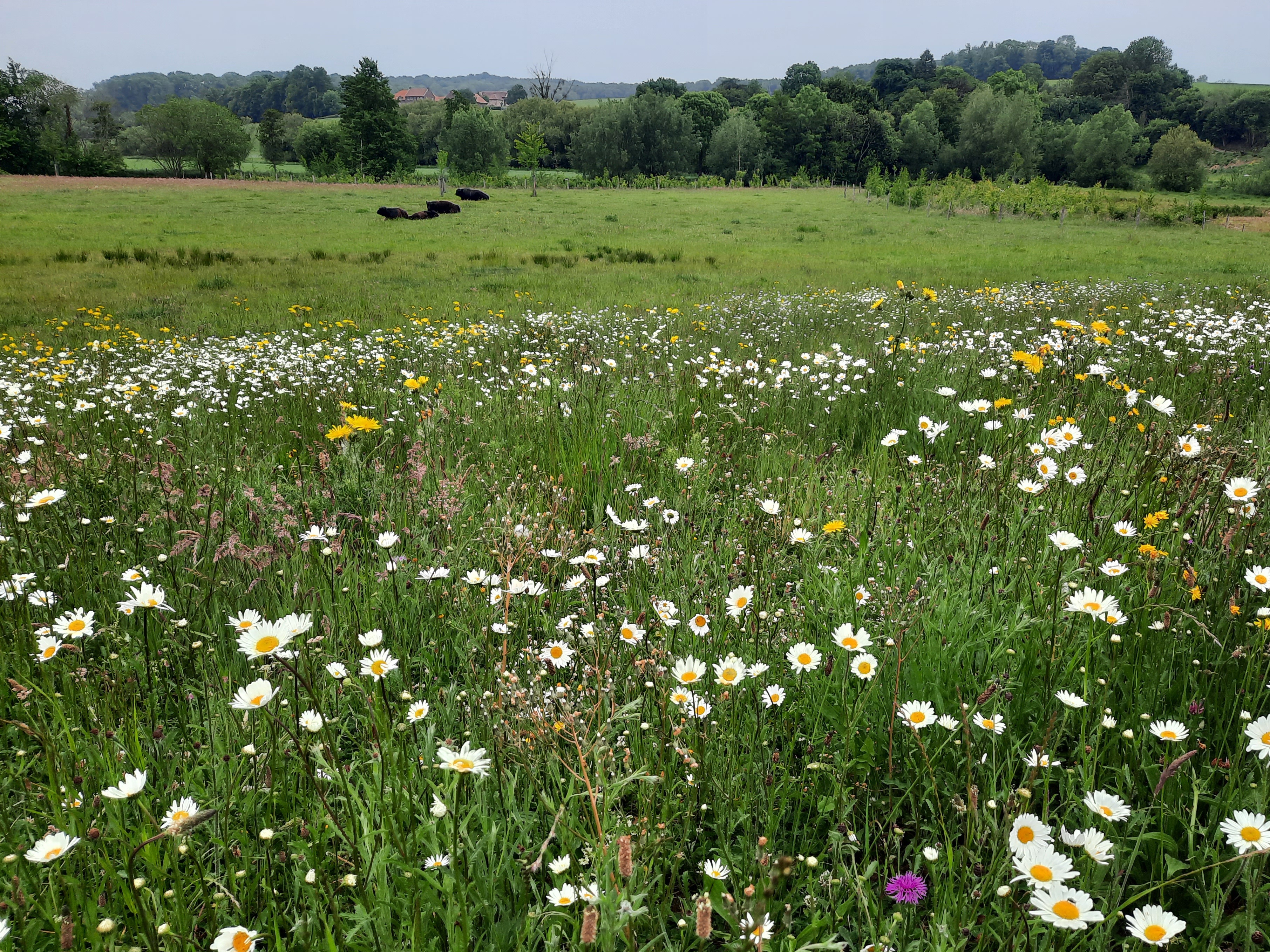 Aan de voet van de Gulperberg is een voormalige akker omgevormd tot een kruidenrijk natuurgrasland en zijn de beekoevers plaatselijk verlaagd.