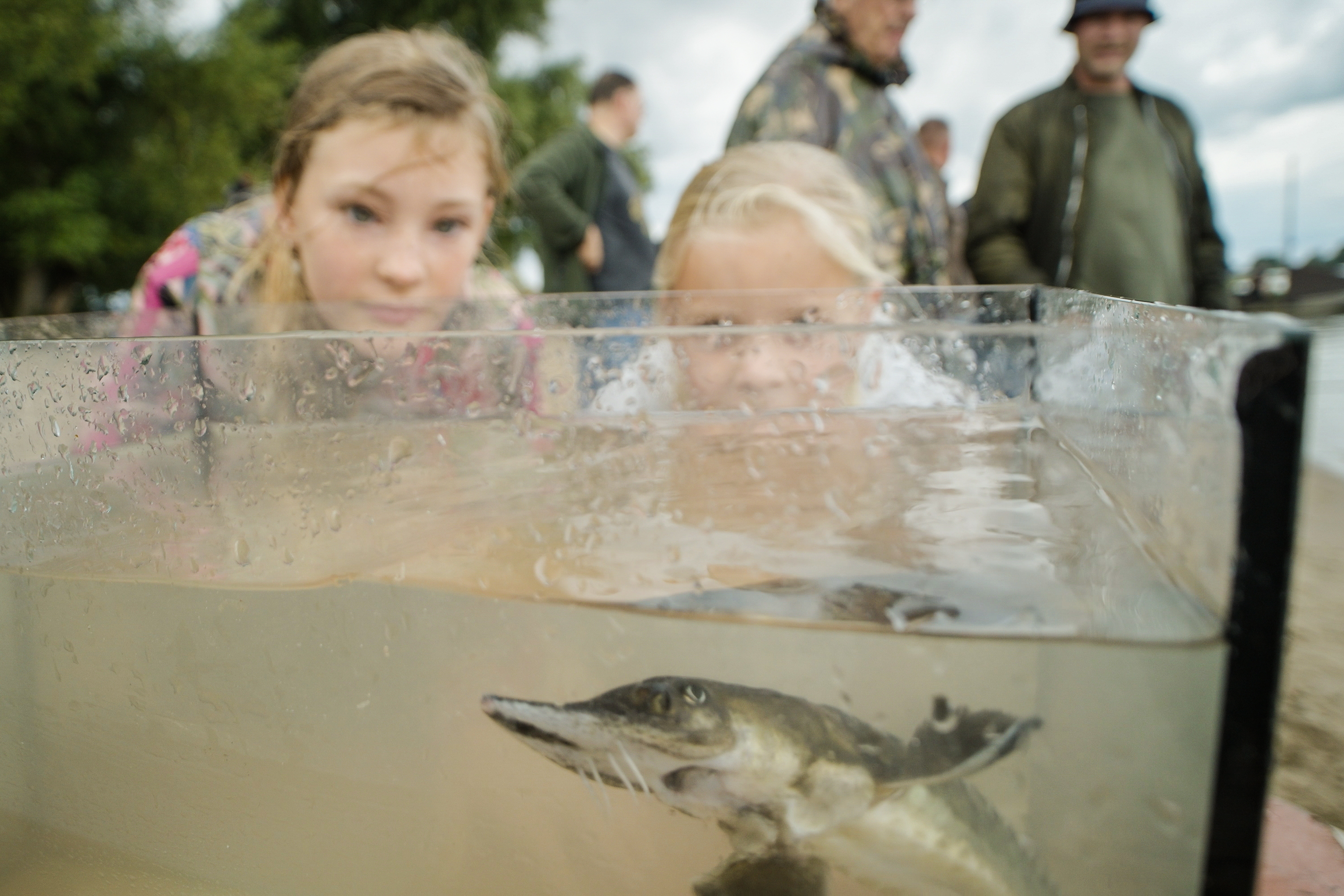 Brede belangstelling voor de steur