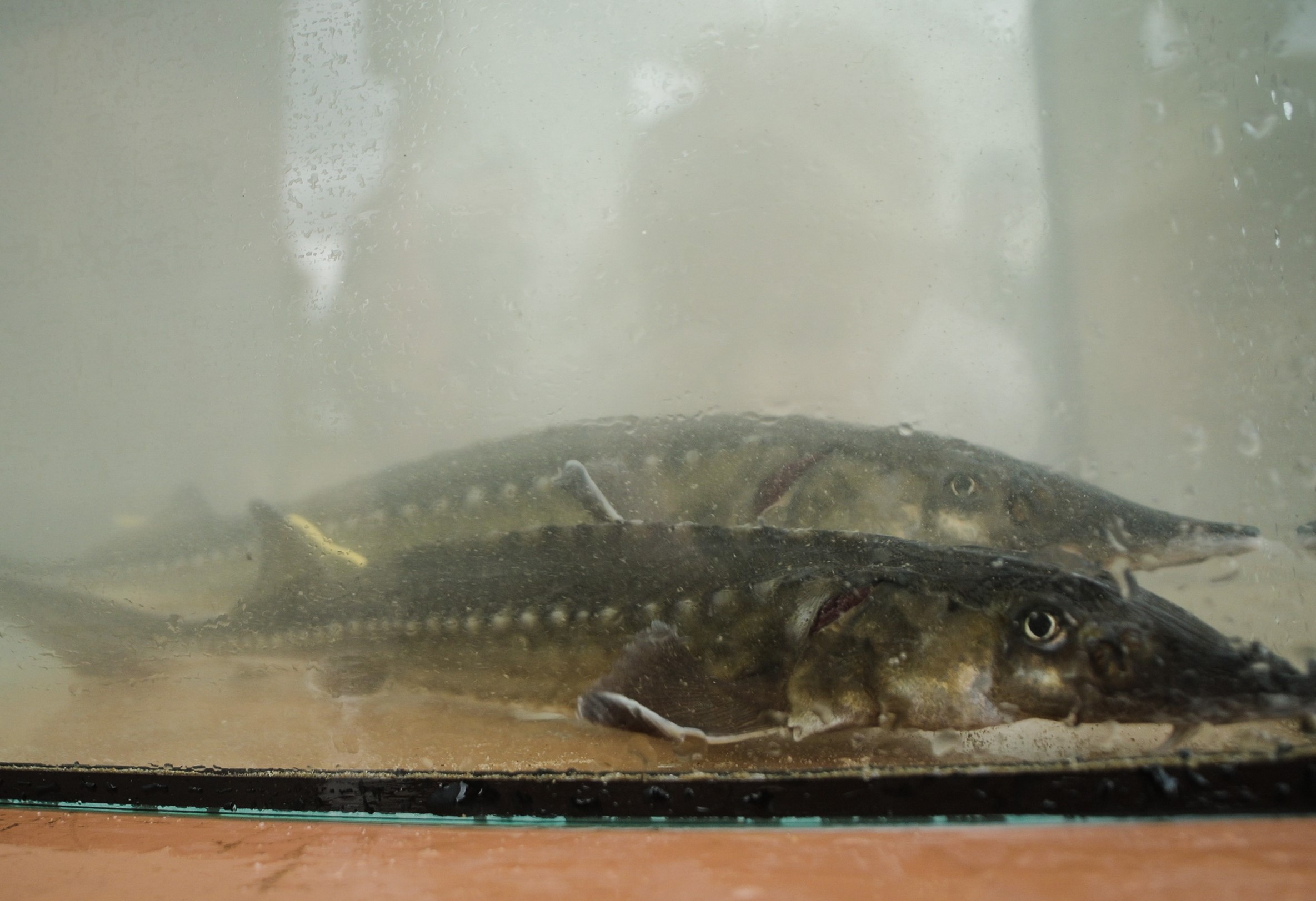 Steuren met een floy tag