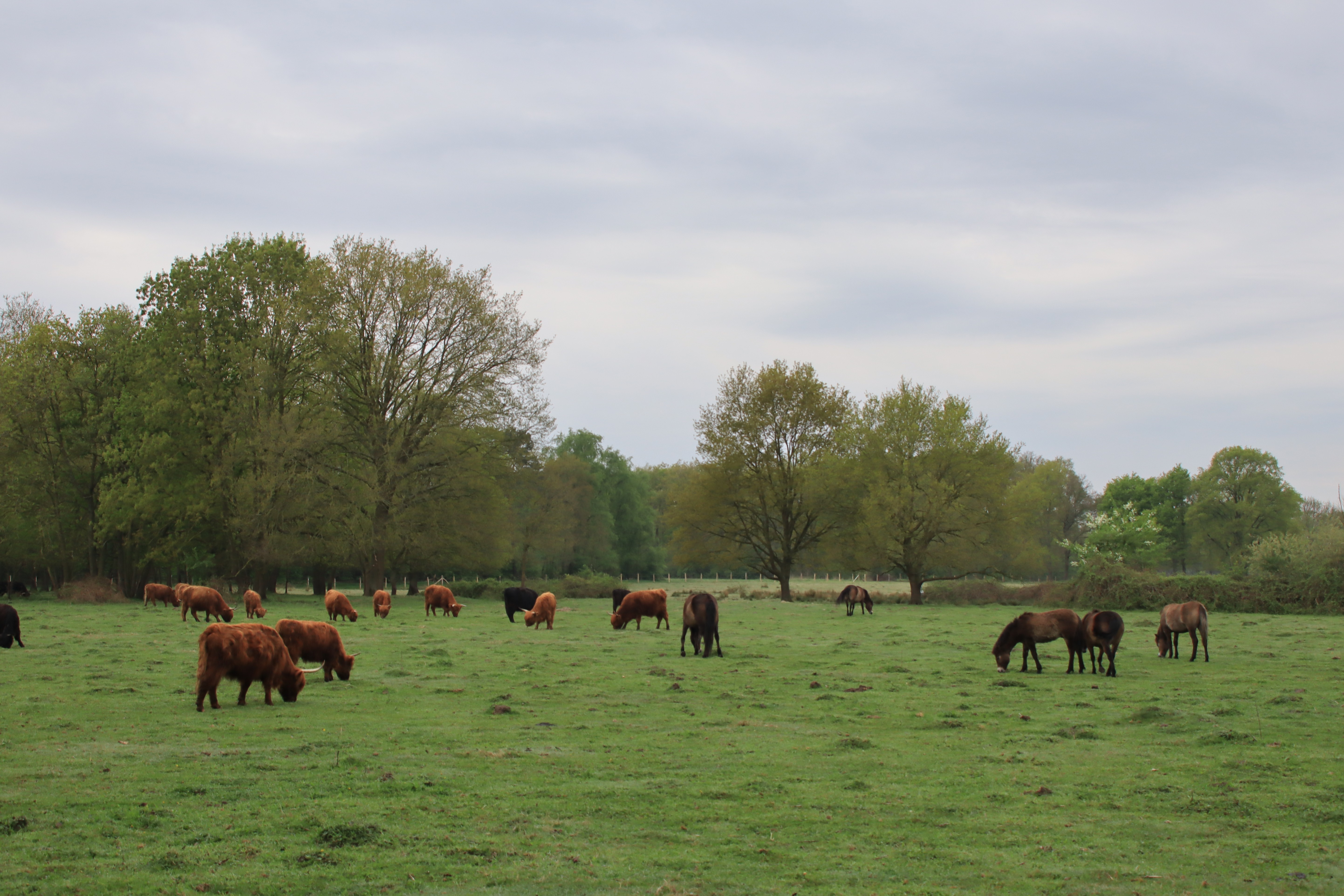 Natuurlijke begrazing in het KempenBroek