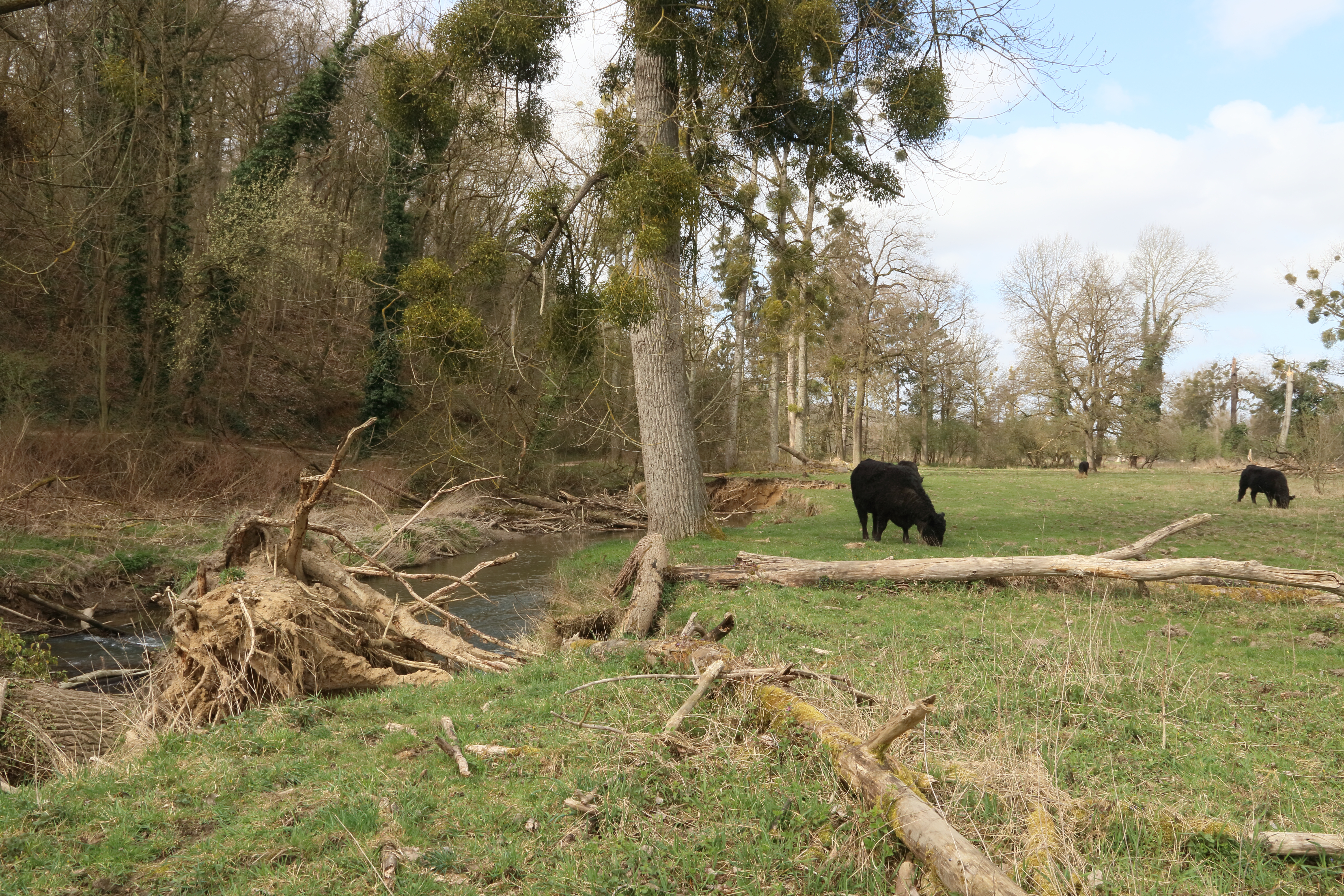 Ingendael onderspoelde en over de beek gevallen boom
