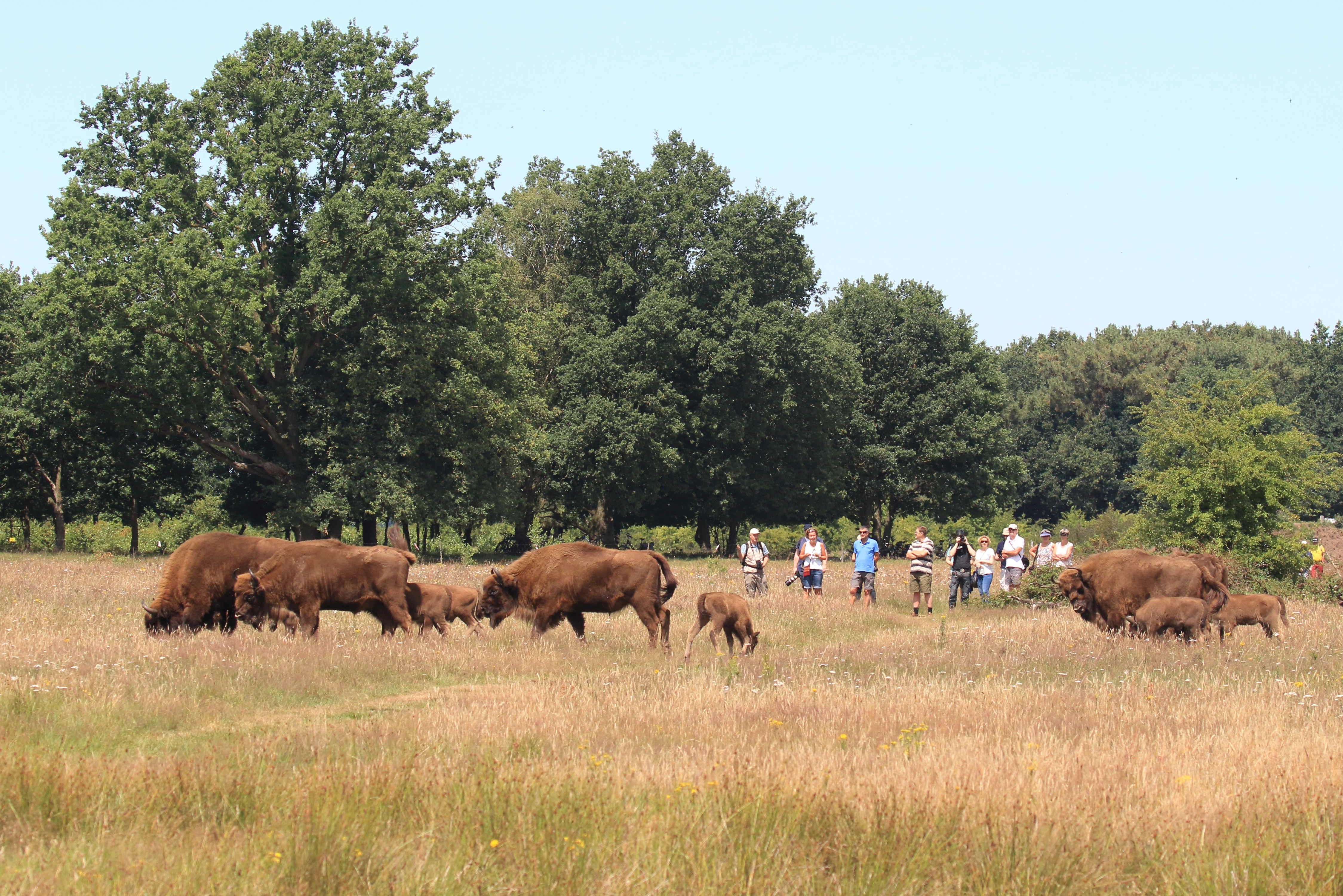 In de Maashorst kunnen bezoekers buiten het broedseizoen een tocht maken door het gebied waar de wisenten leven 