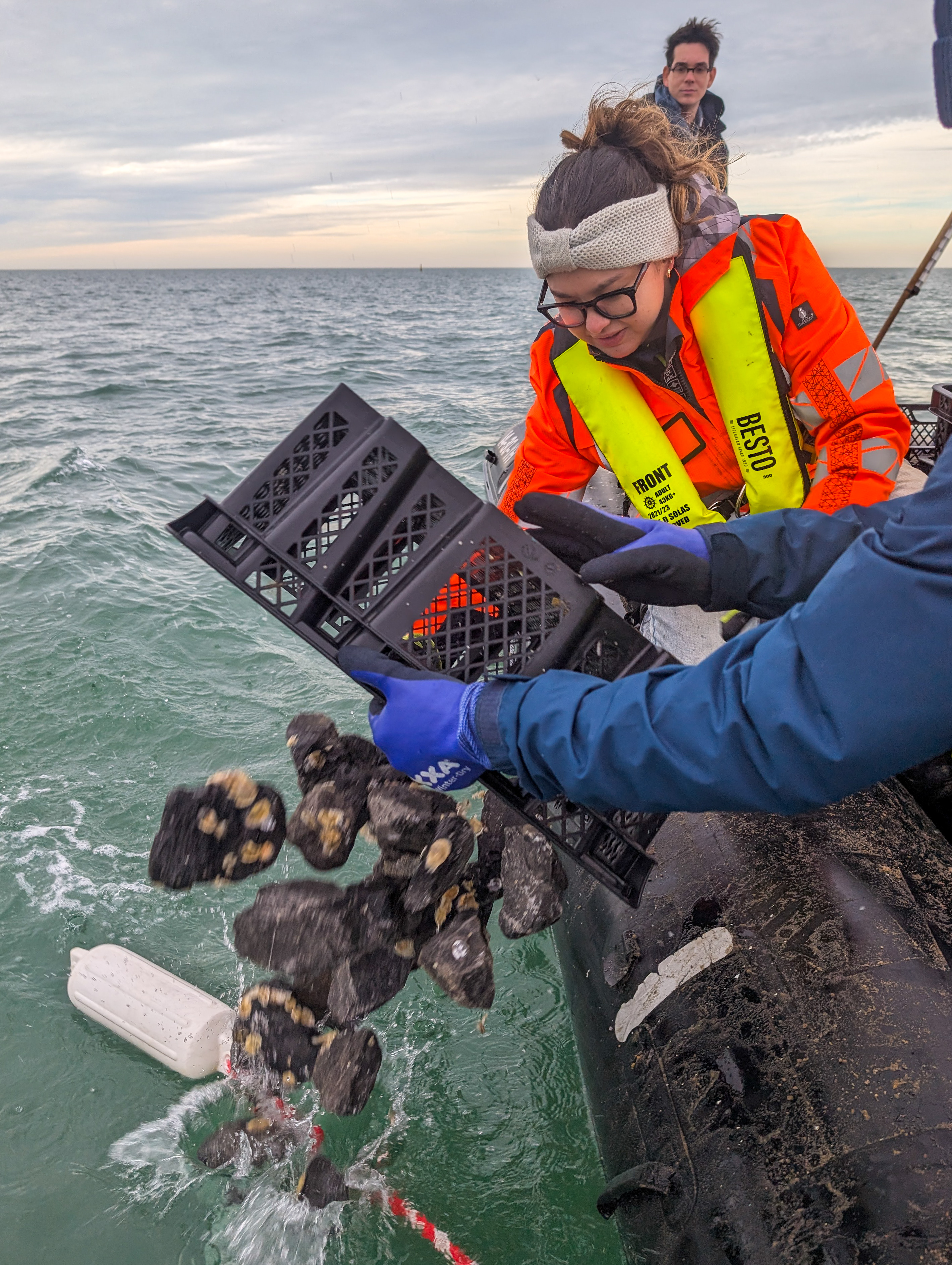 Oesters worden uitgestort in de Noordzee.