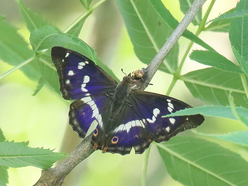 Grote weerschijnvlinder bij Slikken van de Heen
