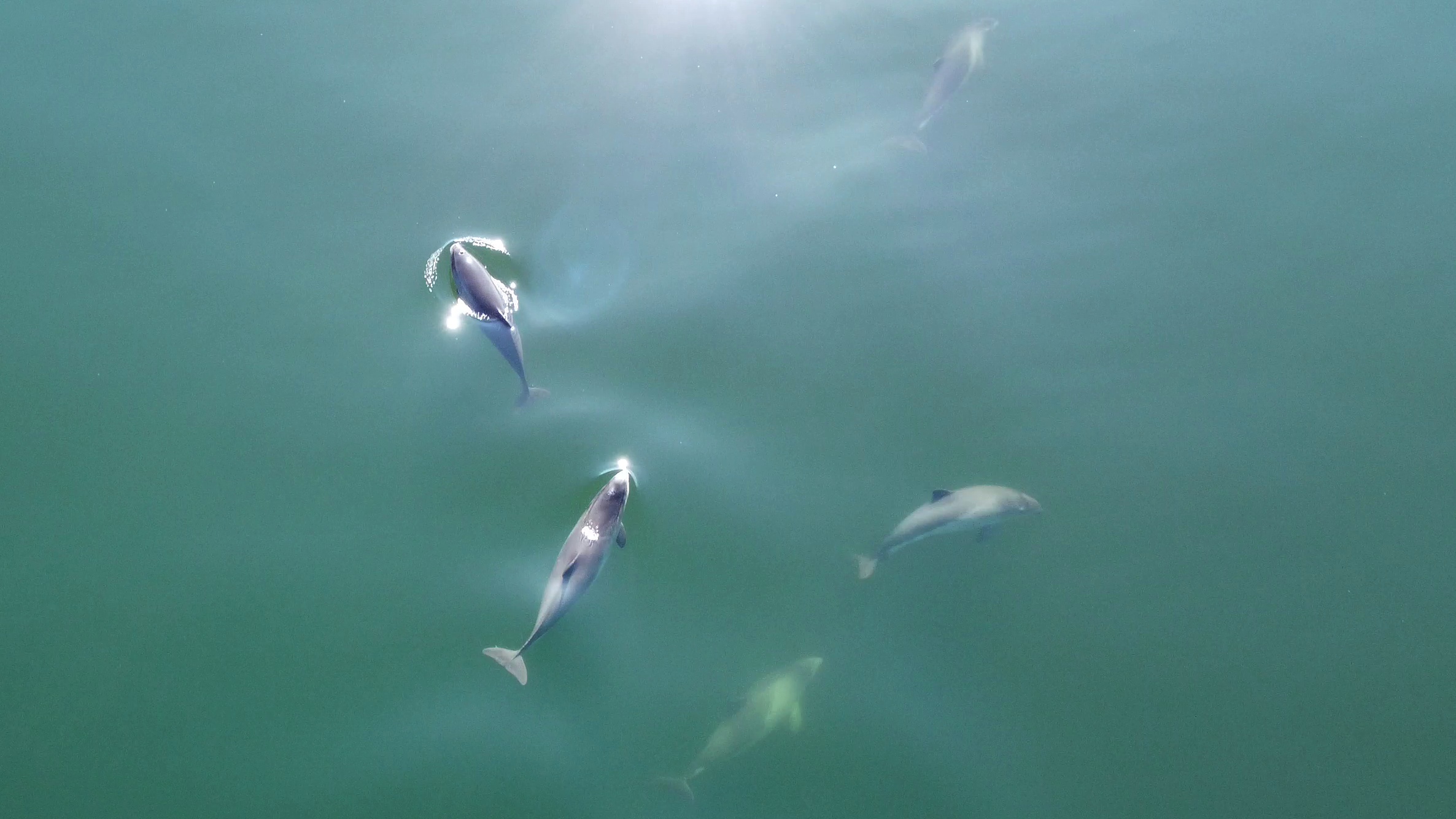 Bruinvissen in de Noordzee