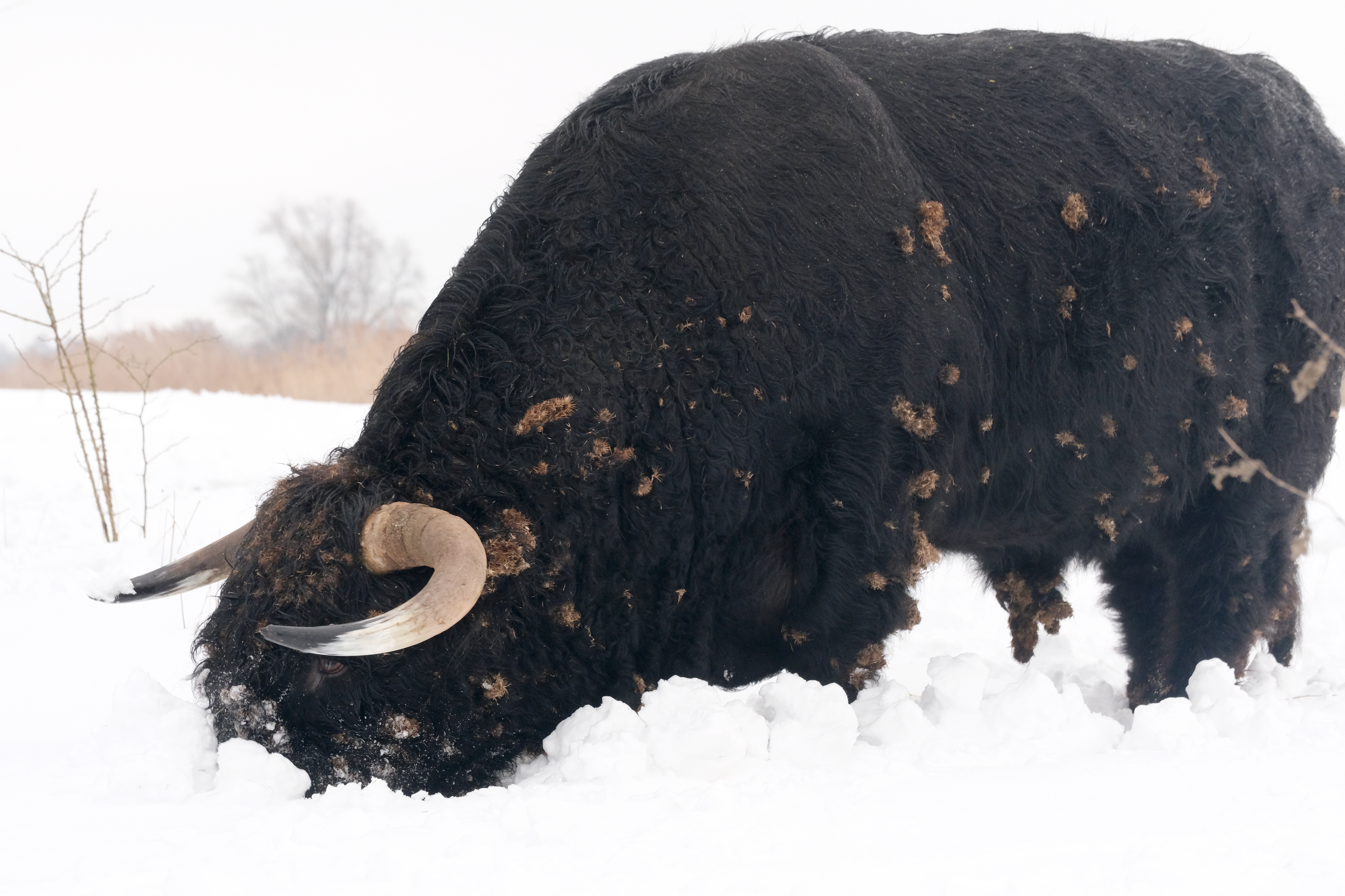 Galloways op De Staart in de winter in sneeuw