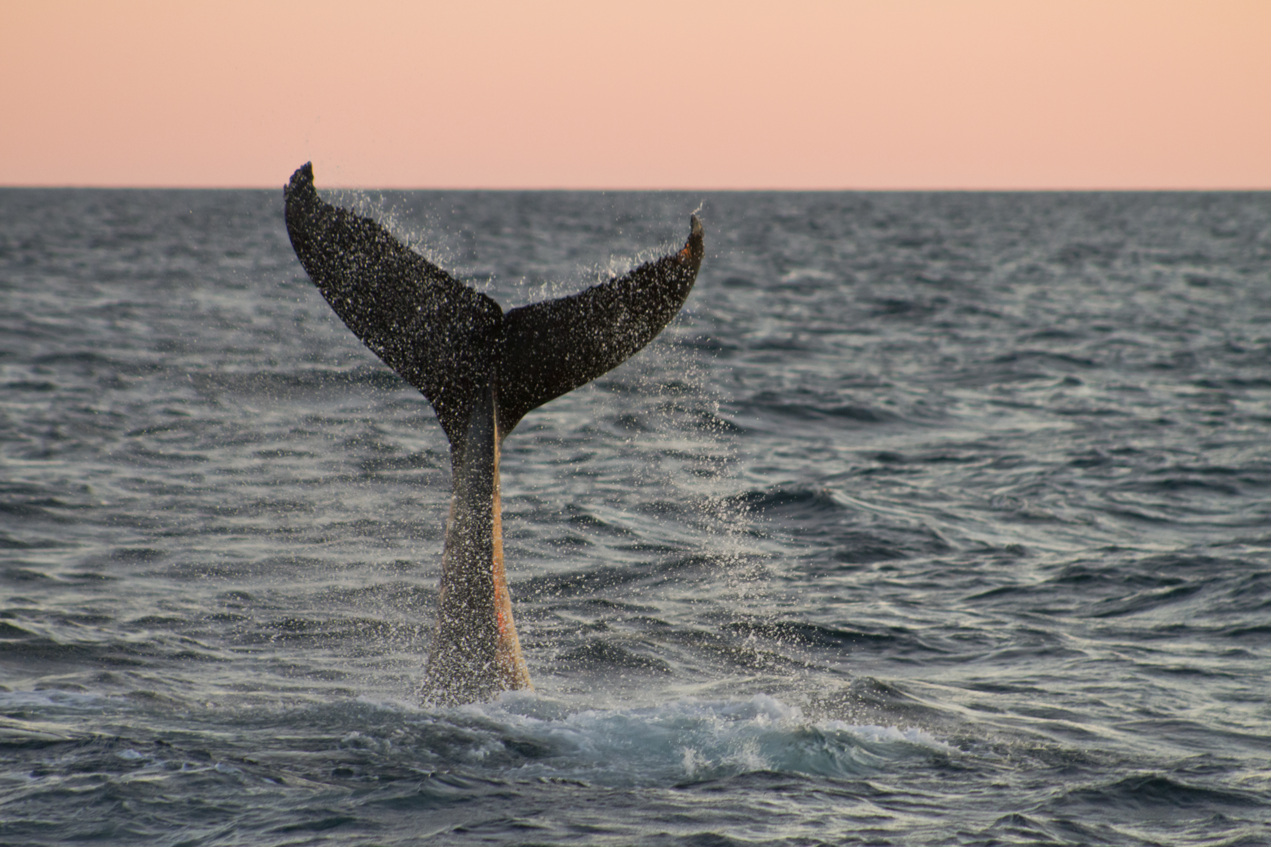 Bultrug in de Noordzee bij IJsland. 
