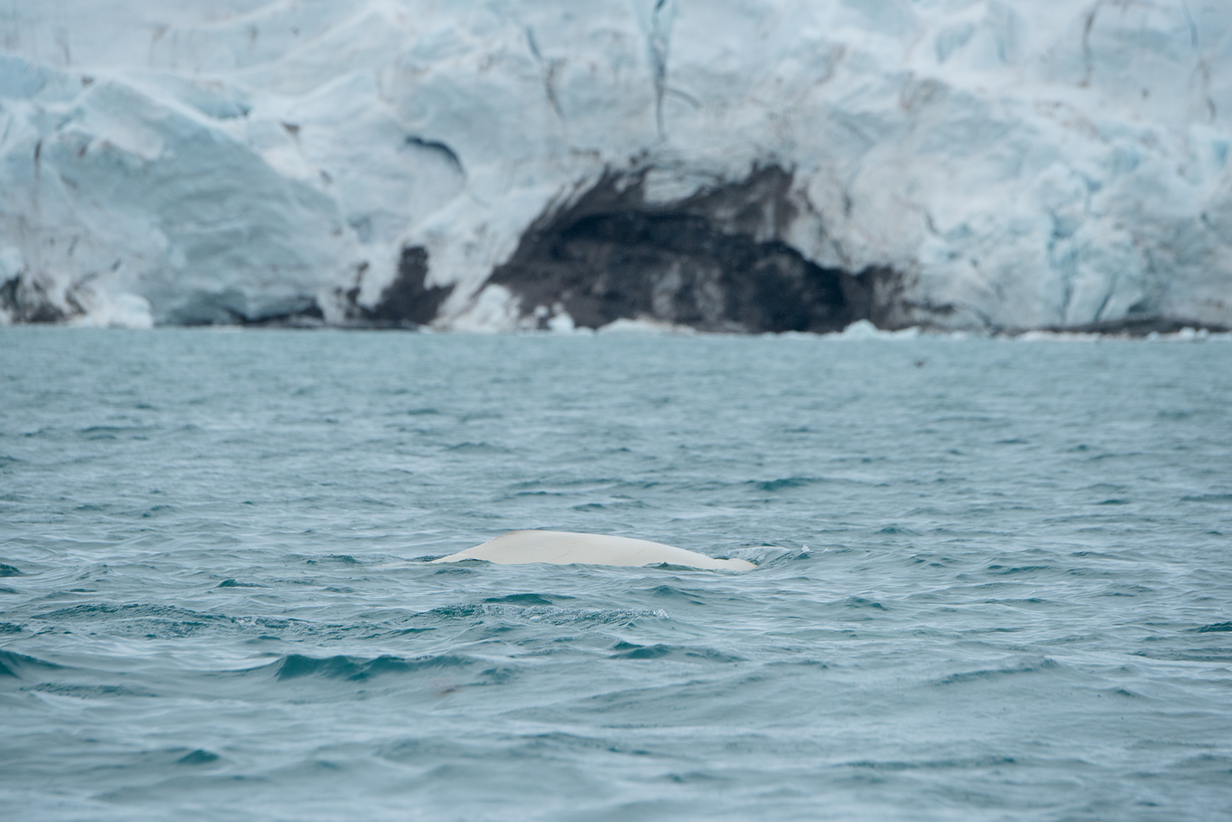 Beloega bij Spitsbergen. Foto: Lars Soerink