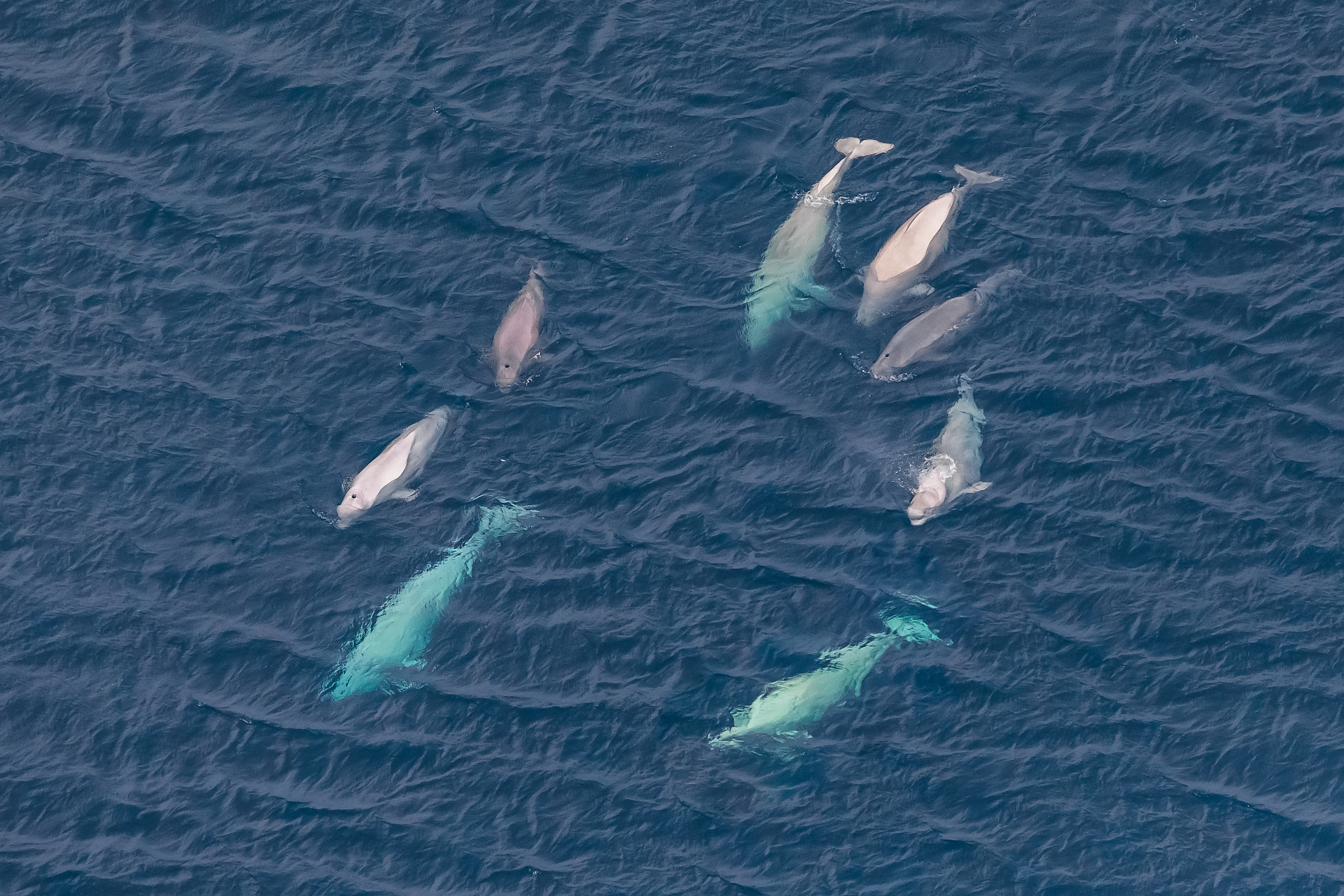 Beloega's, de archipel van Franz Josef Land, Barentszzee, Noordpoolgebied