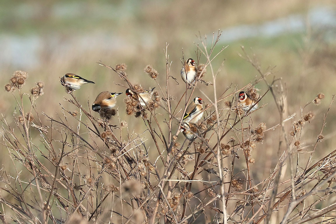 Putters op Grote Klis