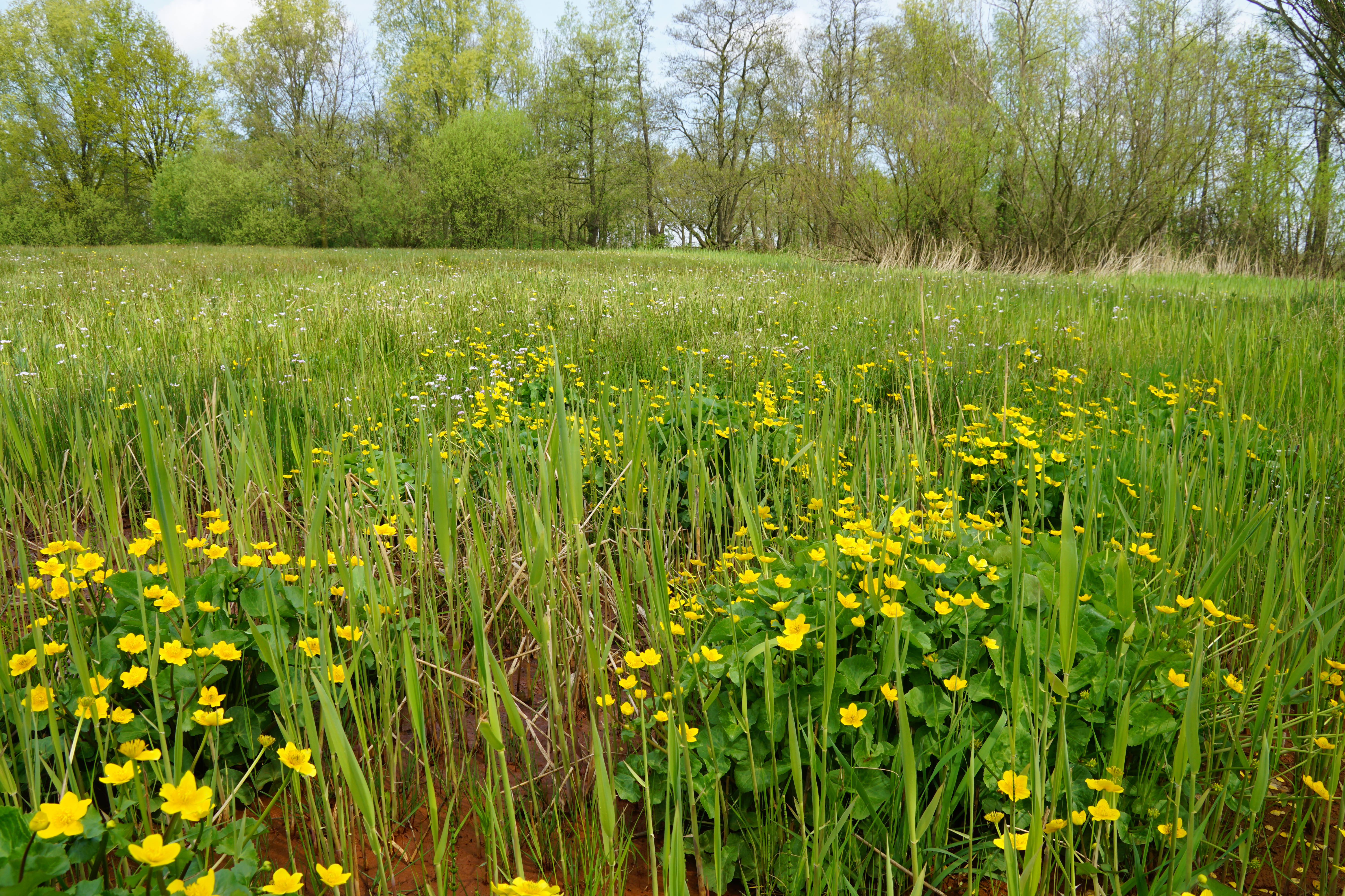 Dotterbloemen op de wijstgronden bij Uden verraden waar kwelwater door breuken in de ondergrond naar boven wordt gedrukt. 