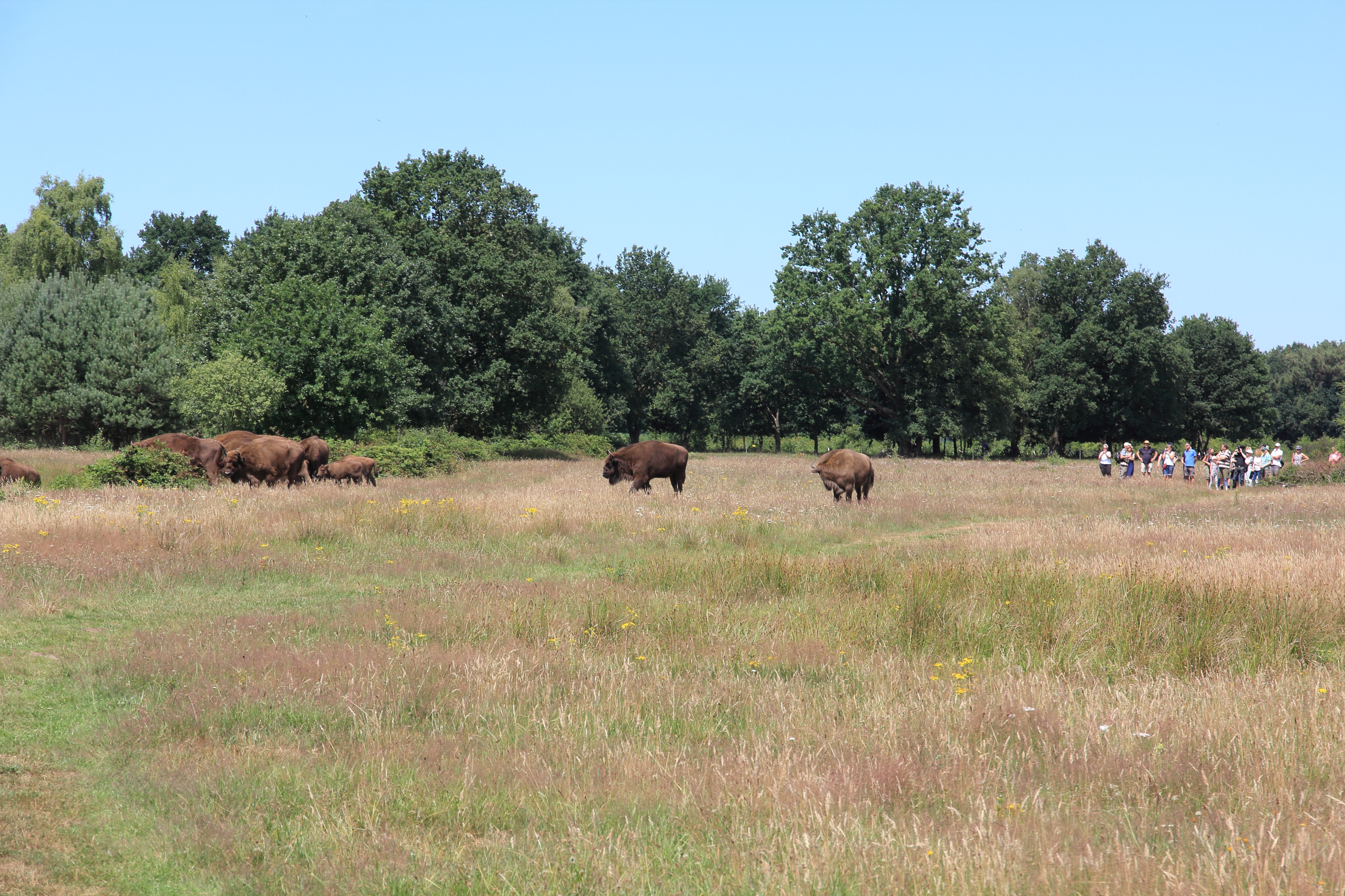 Mens en wisent op De Maashorst