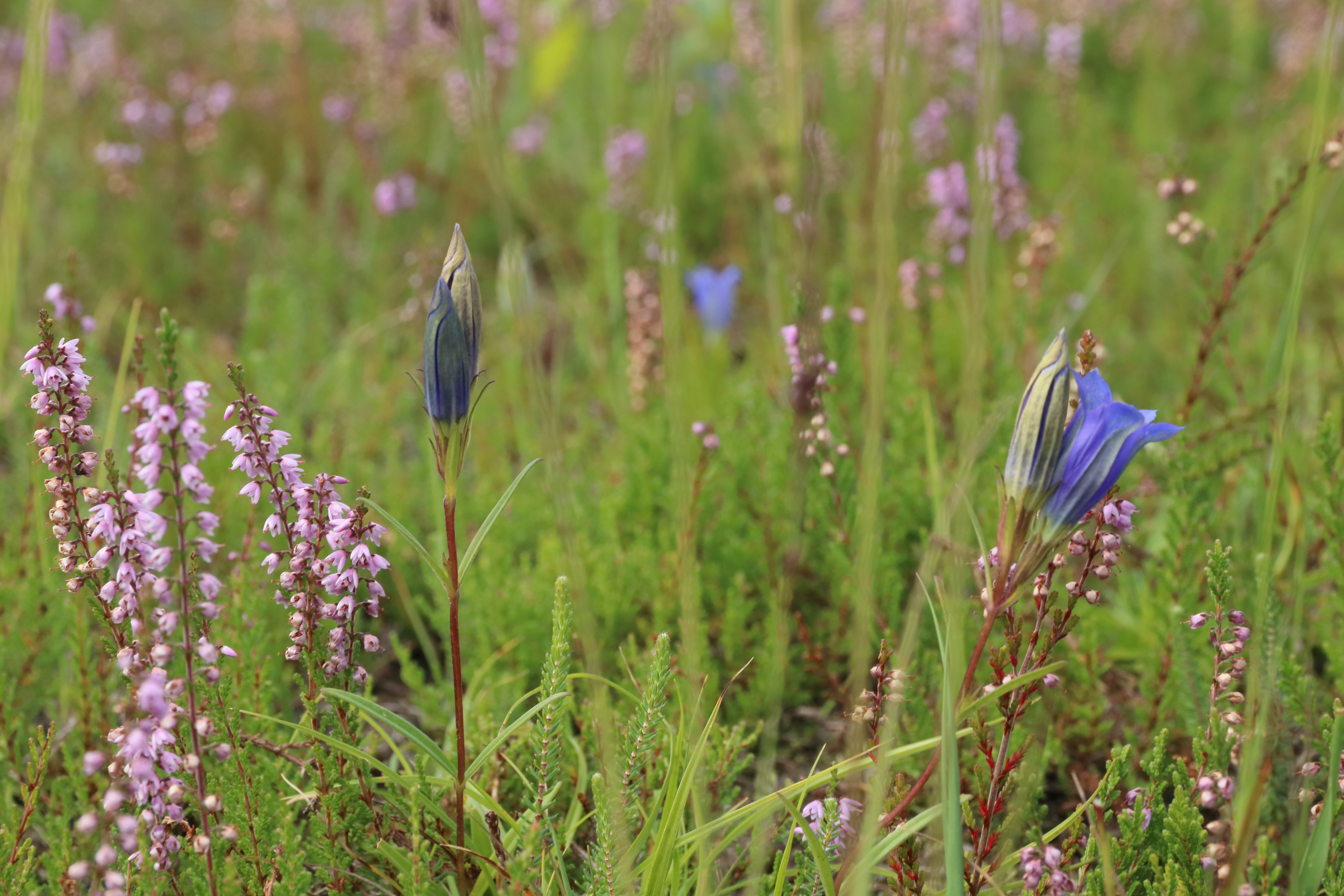 Klokjesgentiaan tussen de heide