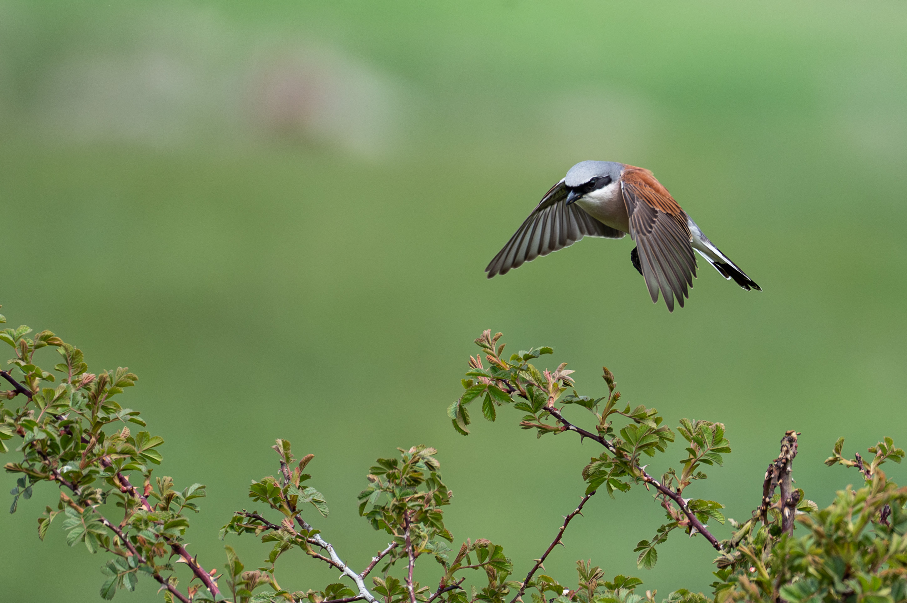 Grauwe klauwier mannetje