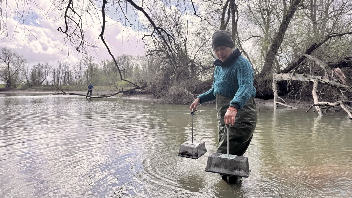 De mosselen worden in de nevengeul geplaatst waar ze de aankomende maanden gemonitord zullen worden. 