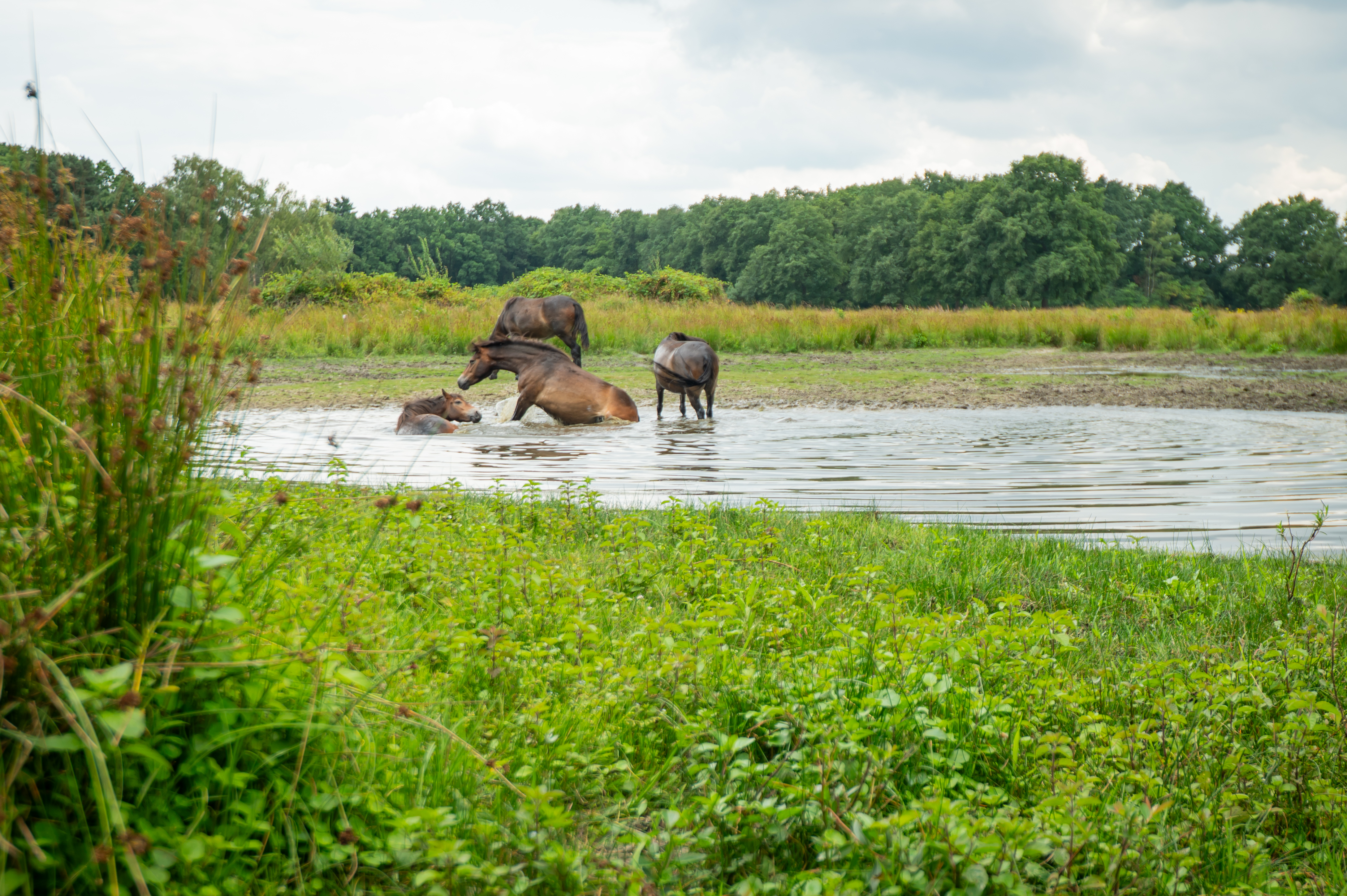 Waterpret Exmoor pony's KempenBroek