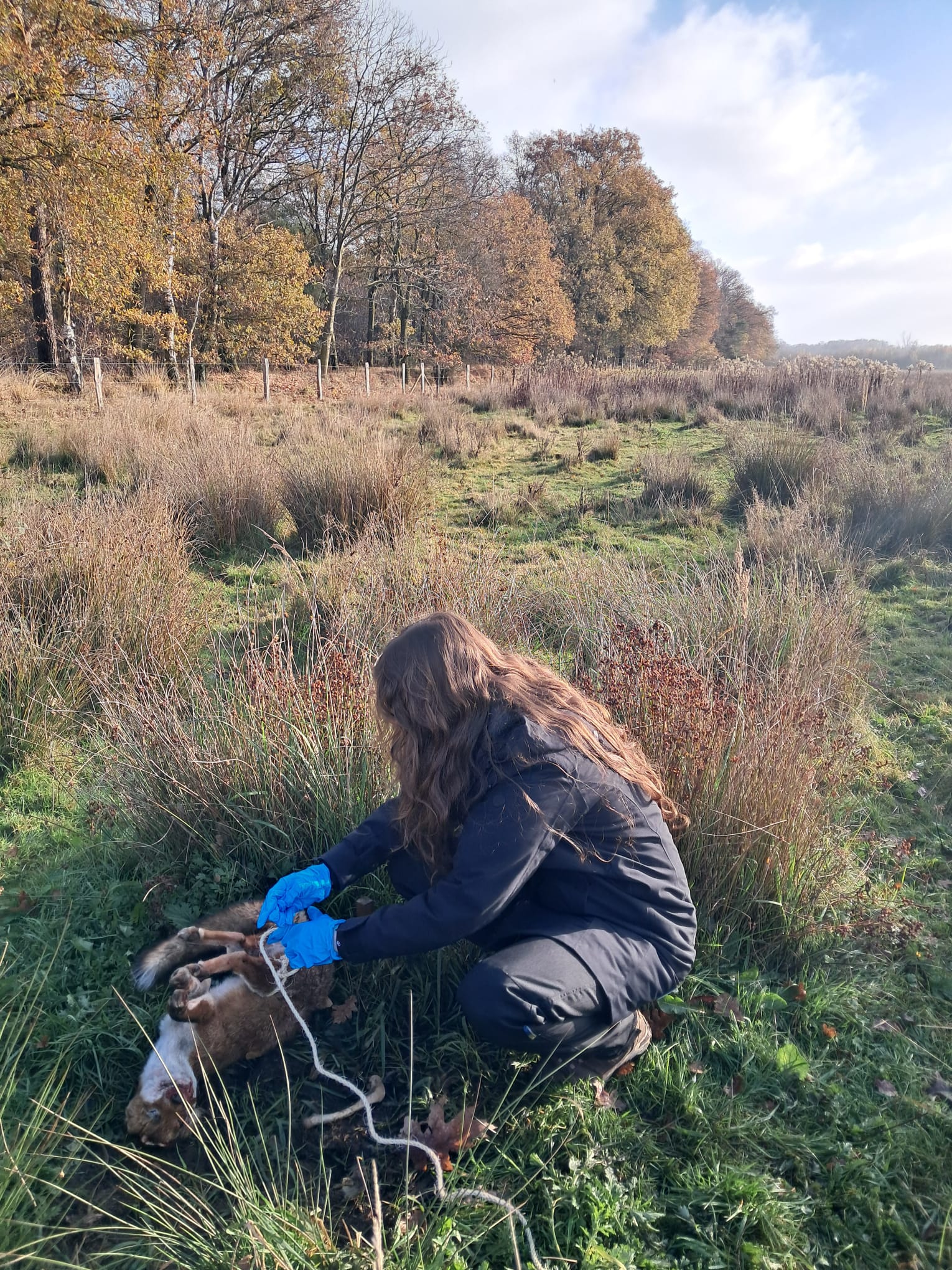 Stagiair Jasmijn Peels bindt een dode vos vast voor de wildcamera zodat het dier in beeld blijft liggen.