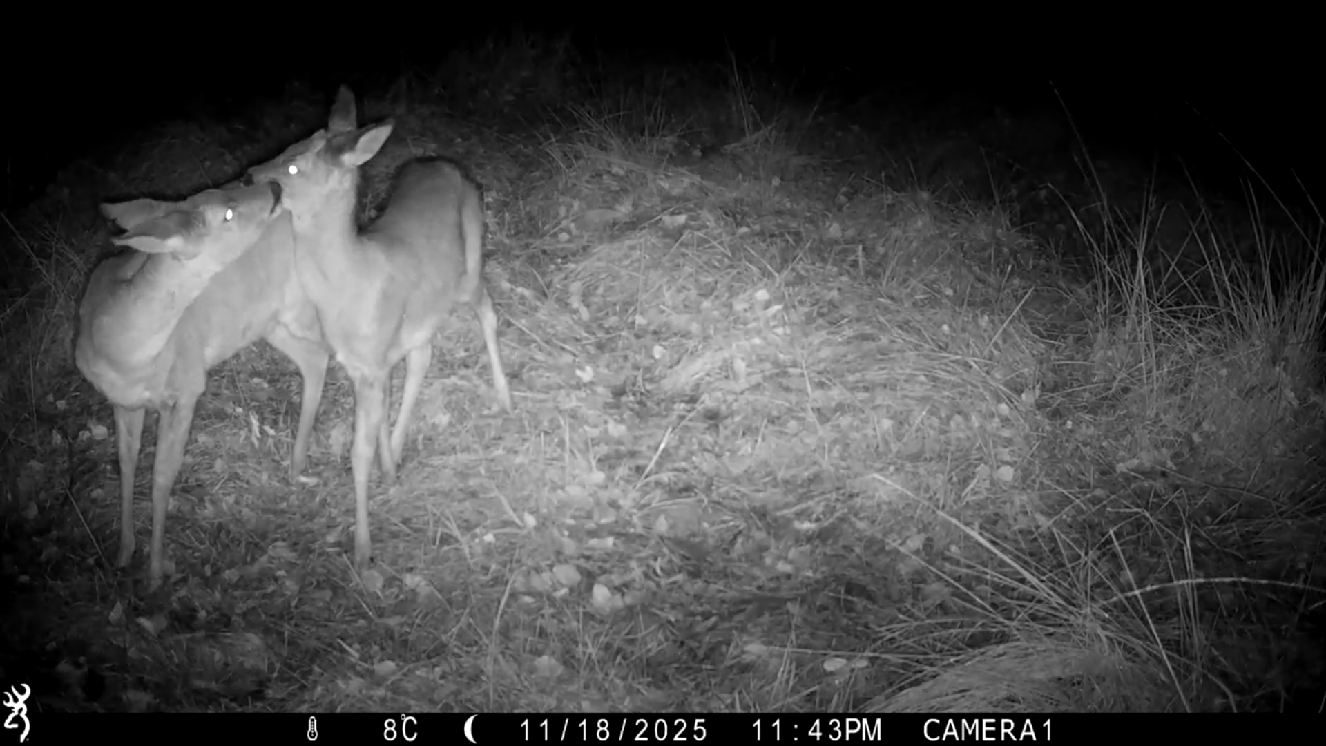 Reeën op wildcamera