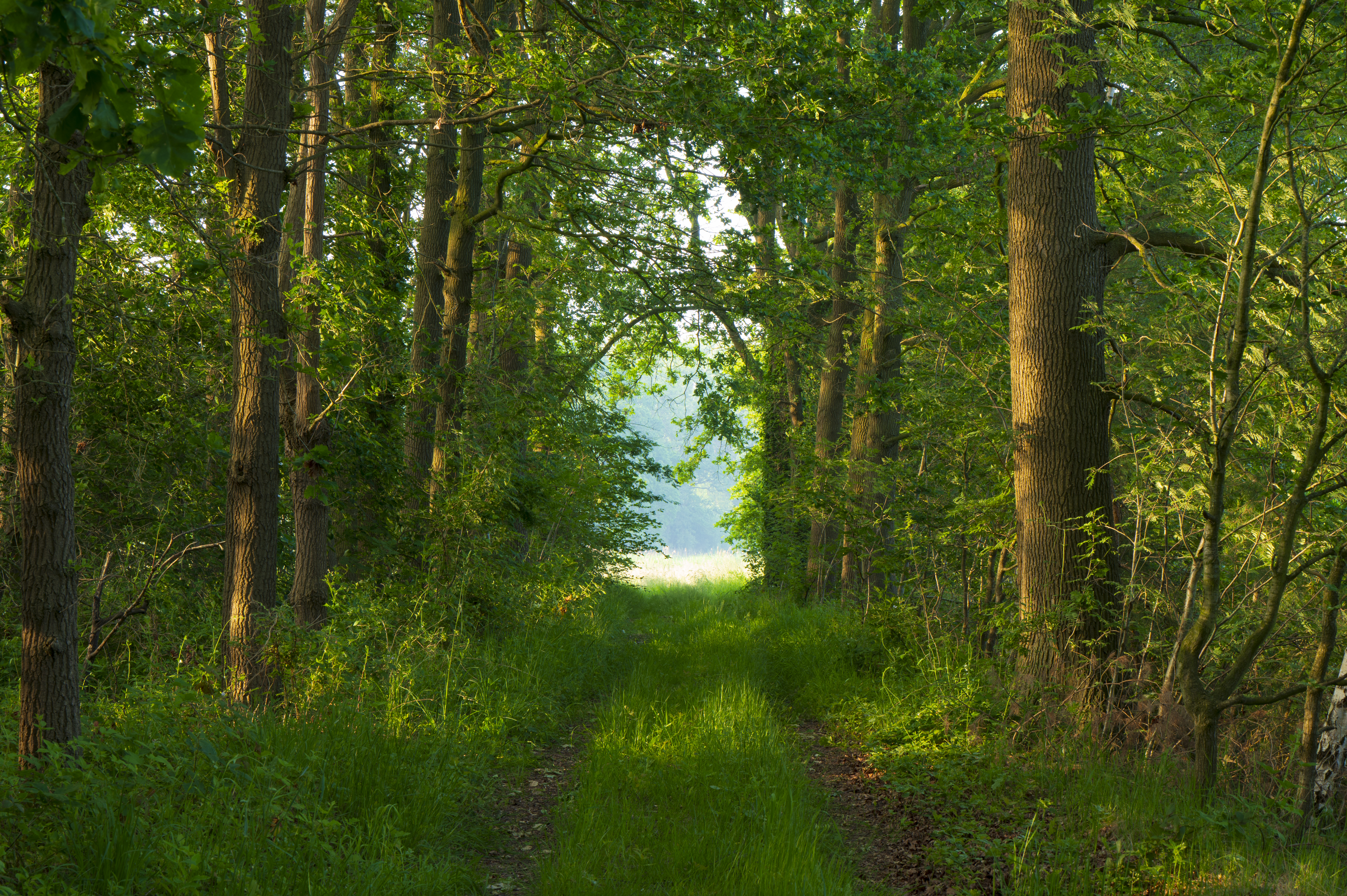 Het Groene Woud_na rewilding_Andrew George_NIS_ARK Rewilding Nederland