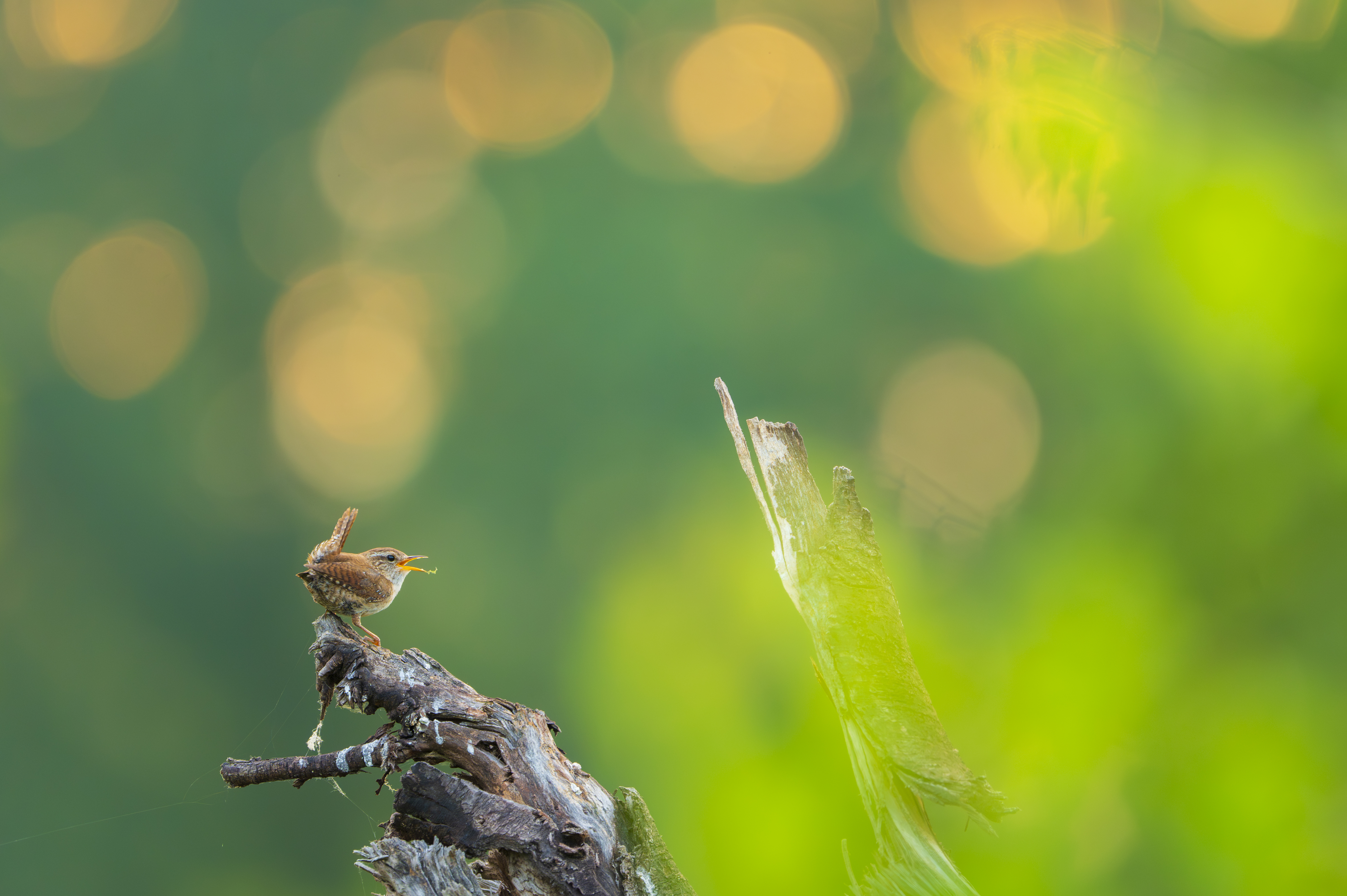 Winterkoning op dode boomstronk. Fotograaf Andrew George