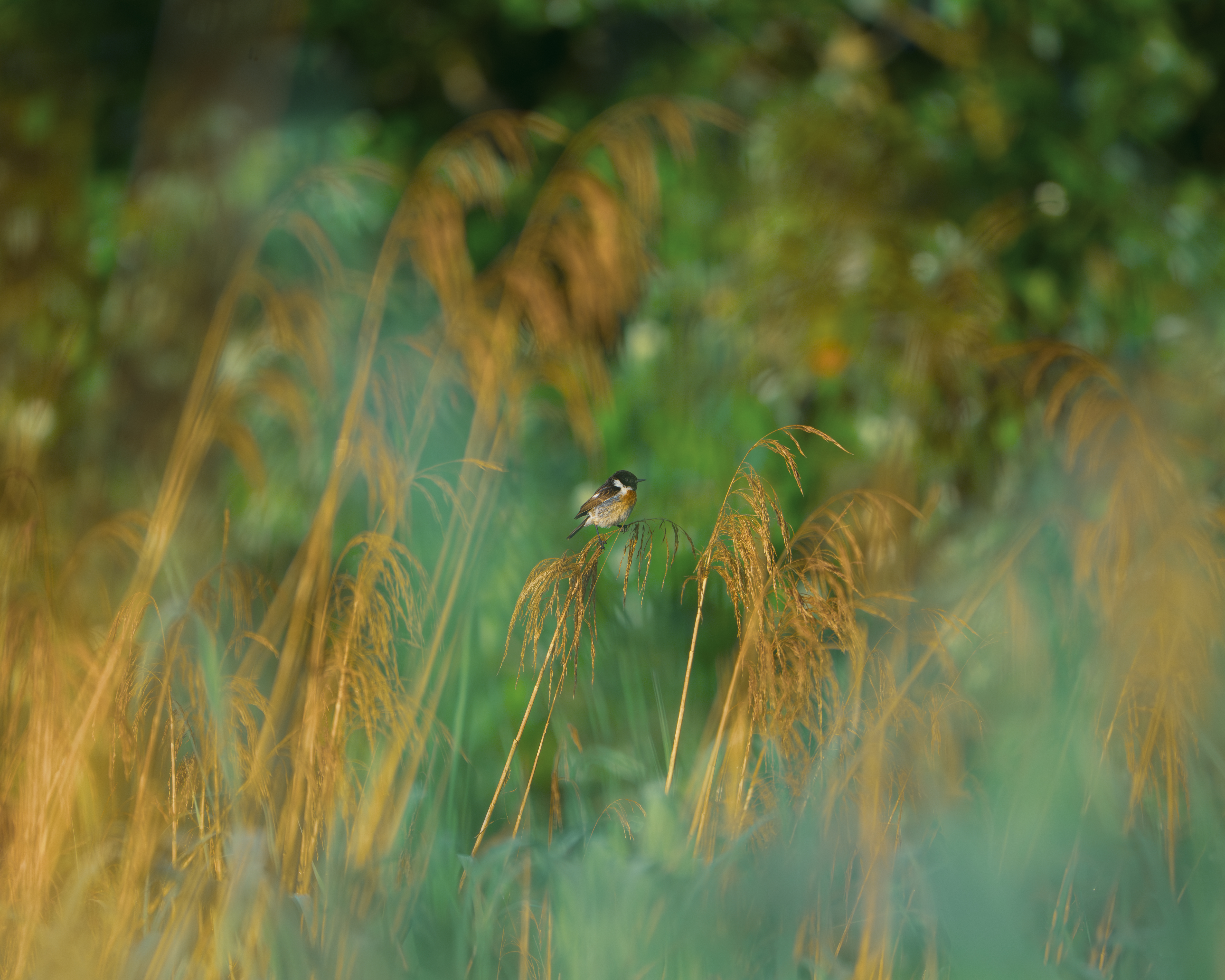 Roodborsttapuit_vogel_Het Groene Woud_Savendonk_Andrew George_NIS_ARK Rewilding Nederland