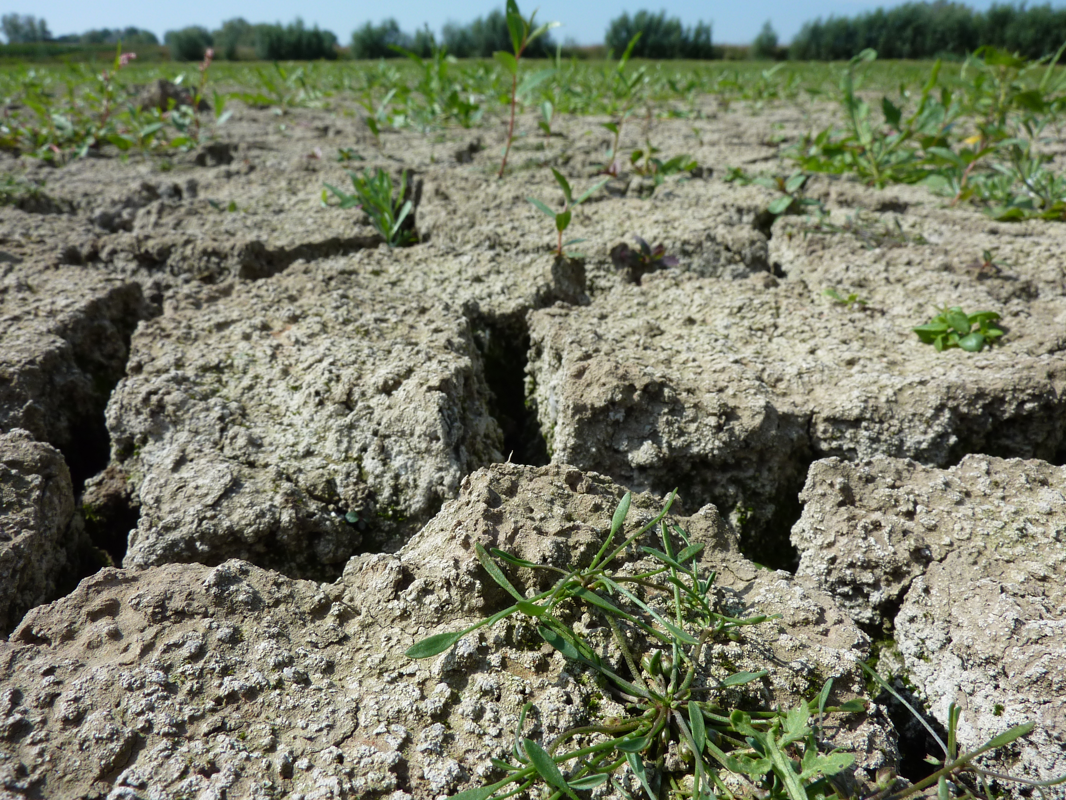Gescheurde klei met slijkgroen