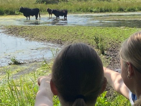 Badende runderen bij de veldles