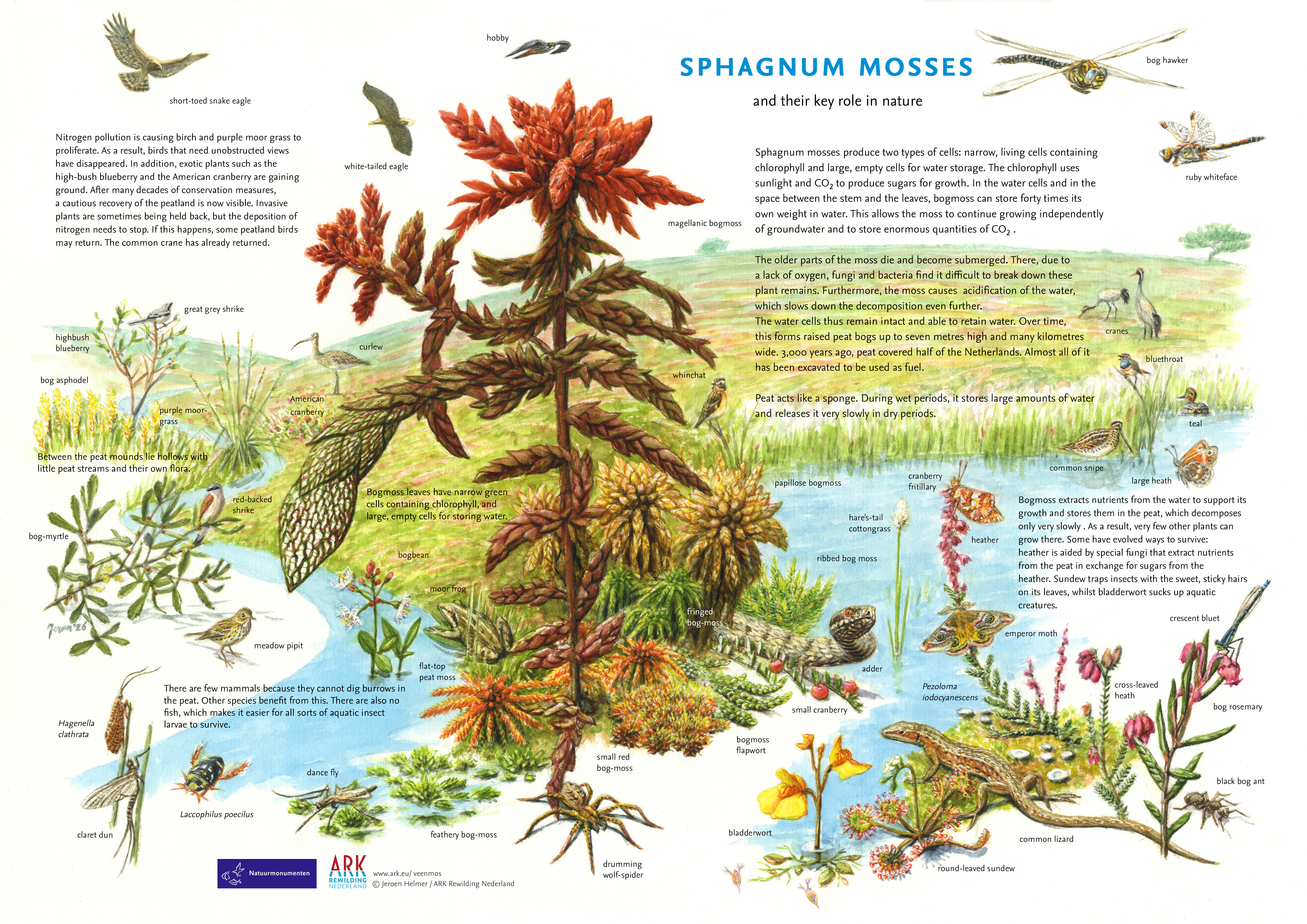 sphagnum mosses and their key role in nature