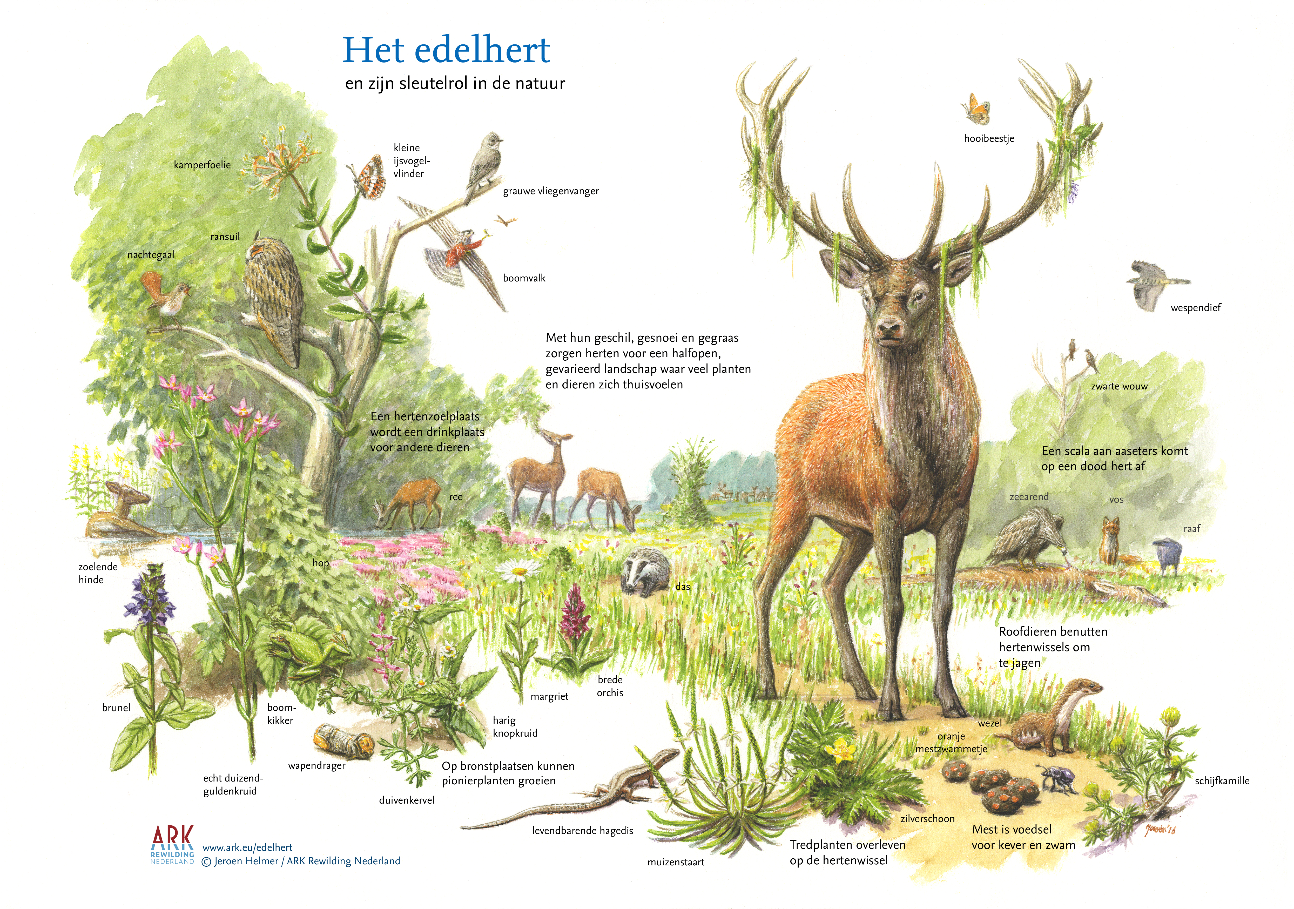 Plaat Jeroen Helmer Het edelhert en zijn sleutelrol in de natuur