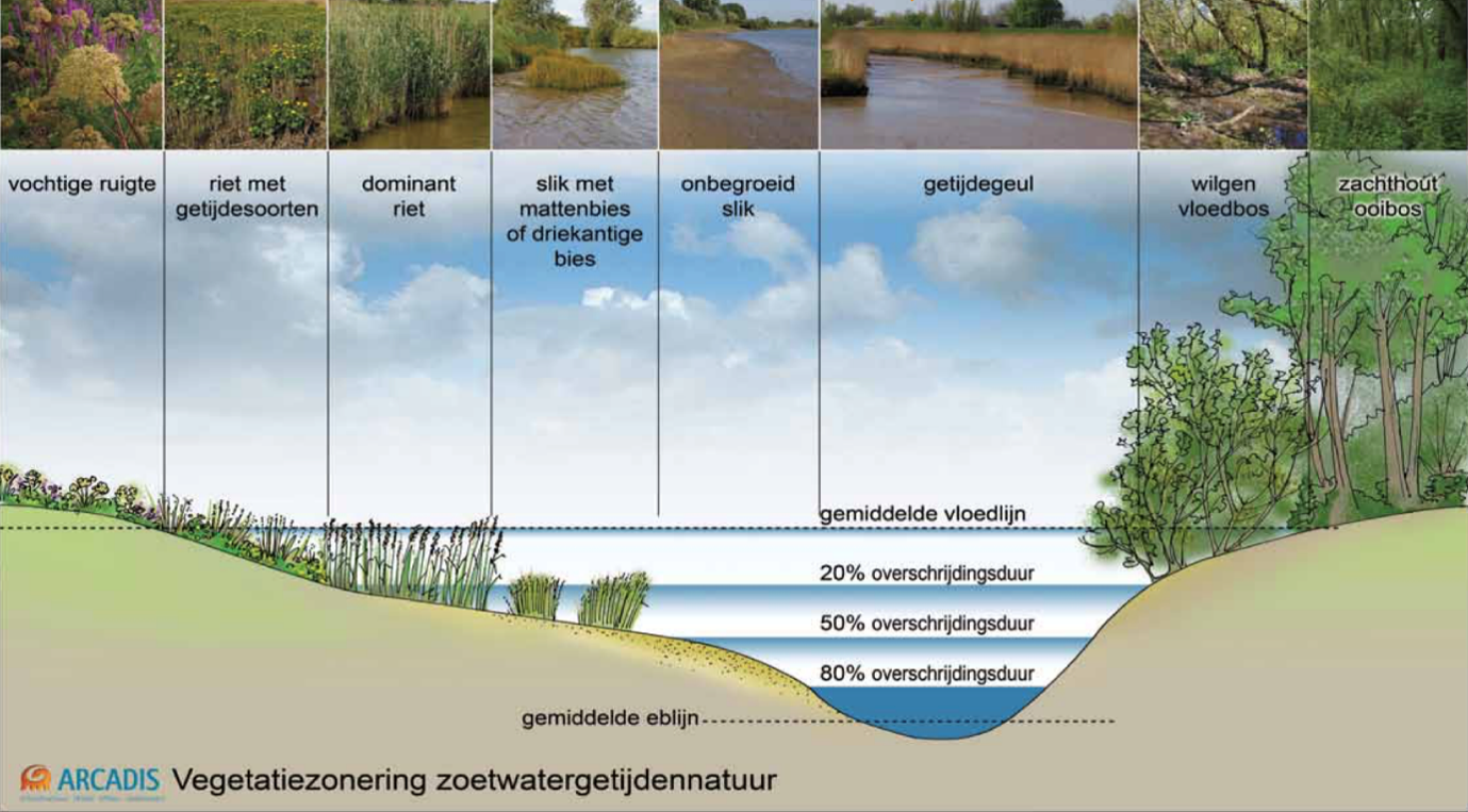 Vegetatiezonering zoetwatergetijdennatuur (Arcadis)