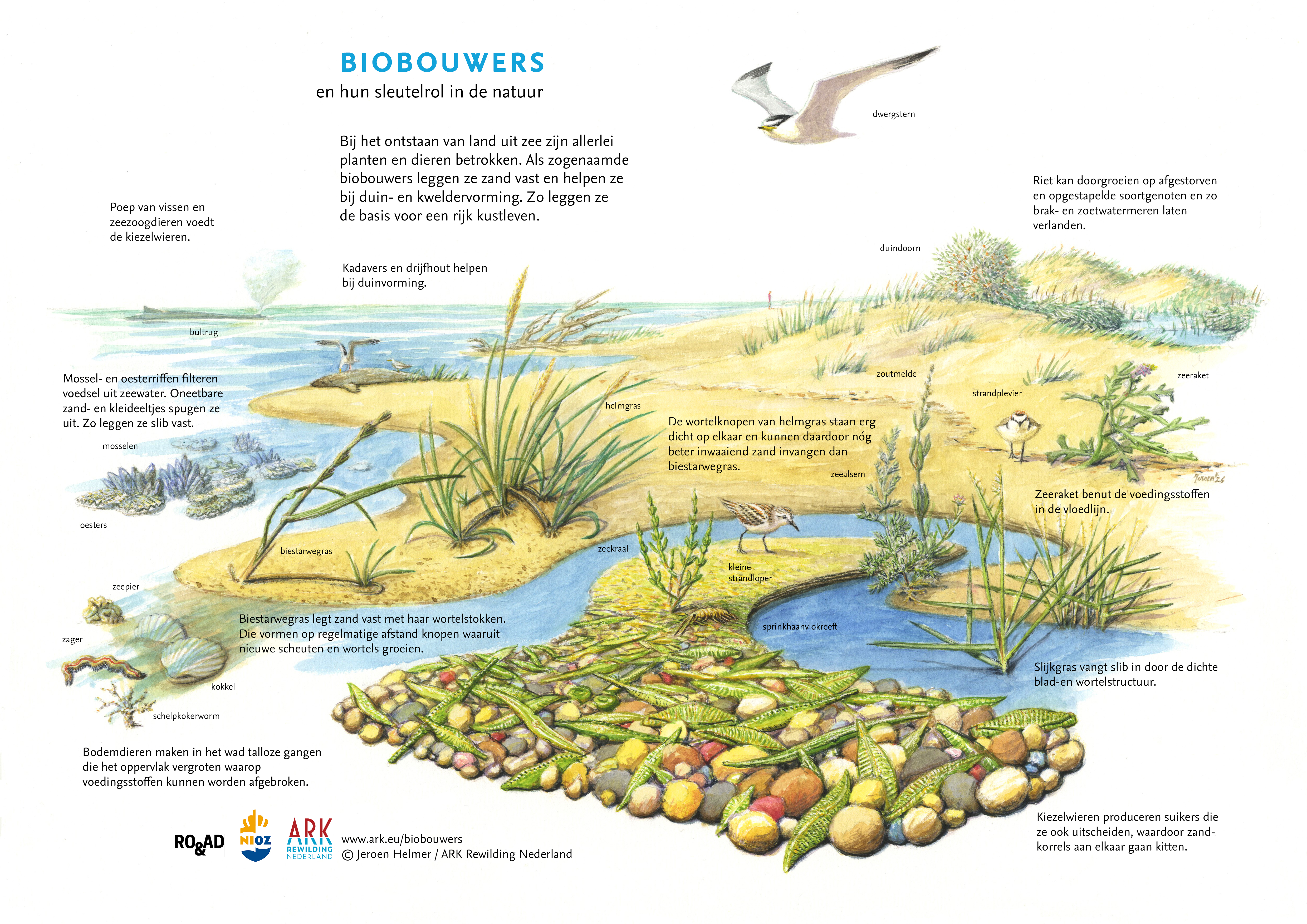 Biobouwers Jeroen Helmer ARK Rewilding