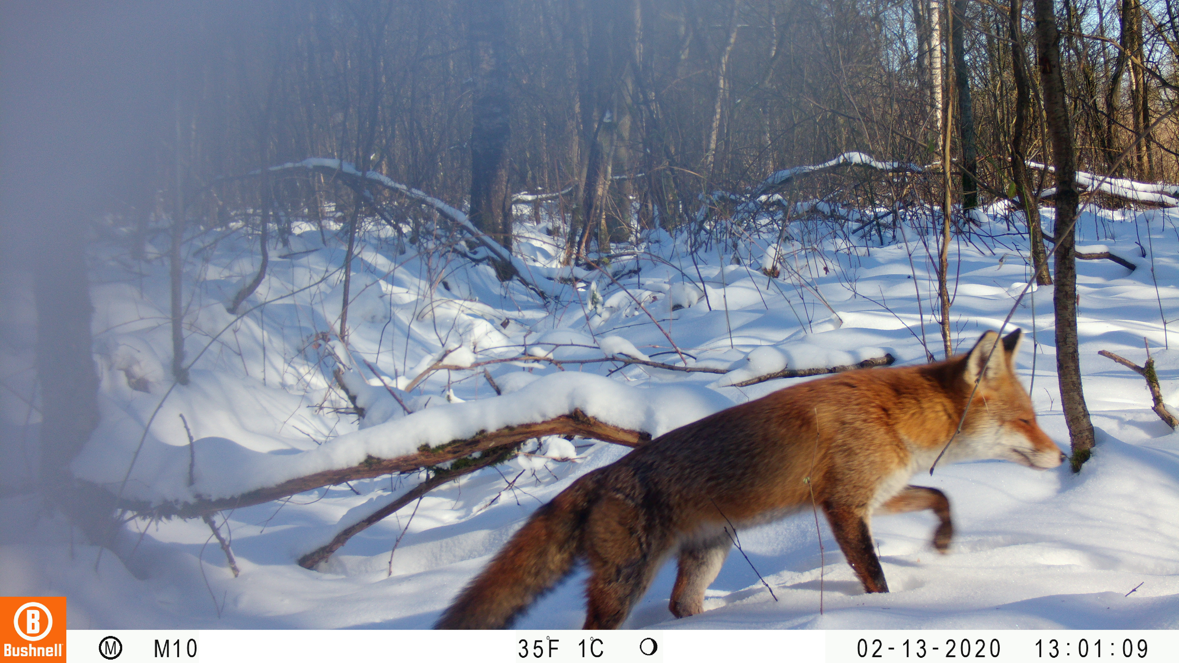 Naast grazers laten ook andere soorten, zoals deze vos, zich regelmatig fotograferen. Foto: Esther Speelman