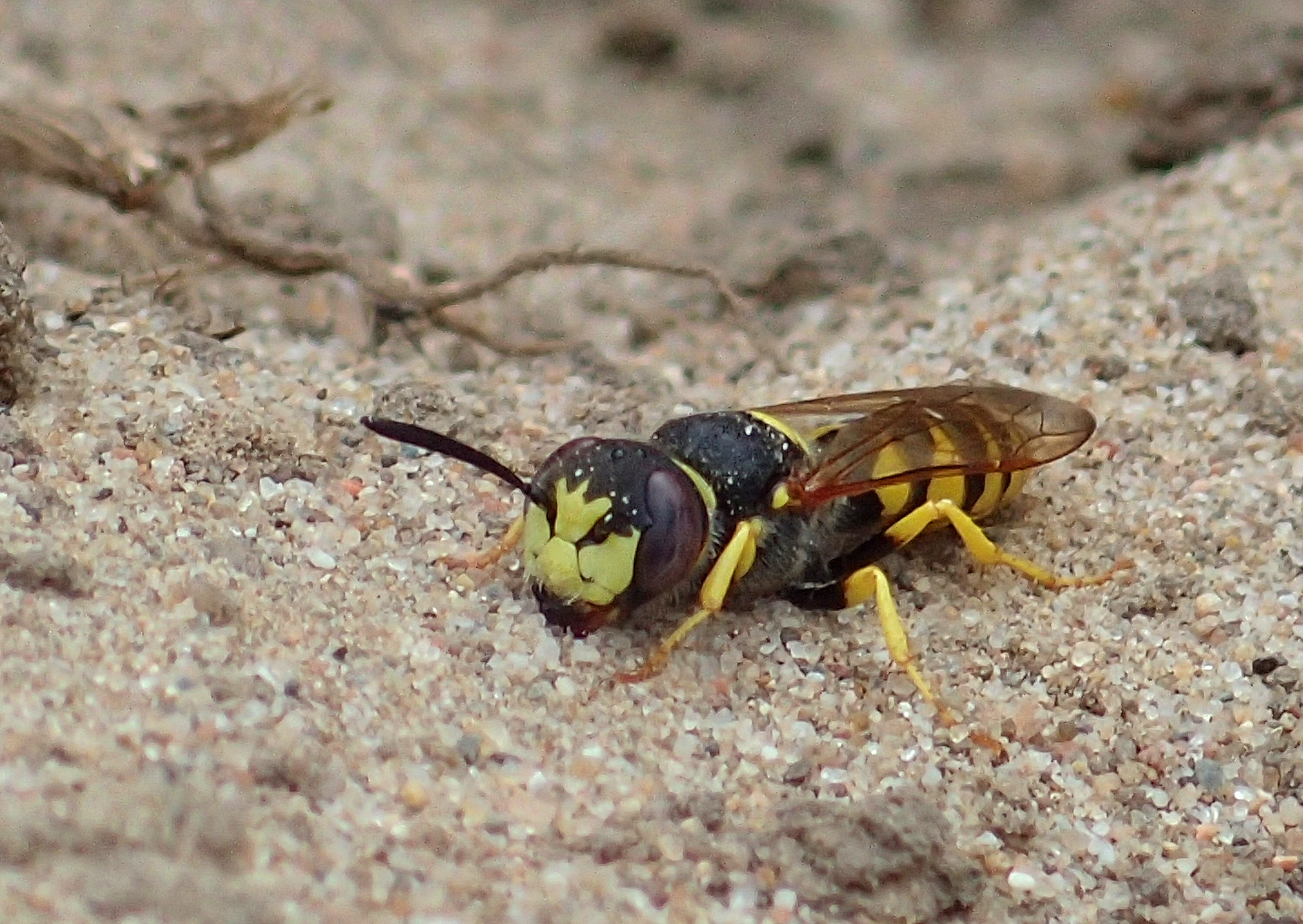 Bijenwolf (Foto: Jeroen Helmer)