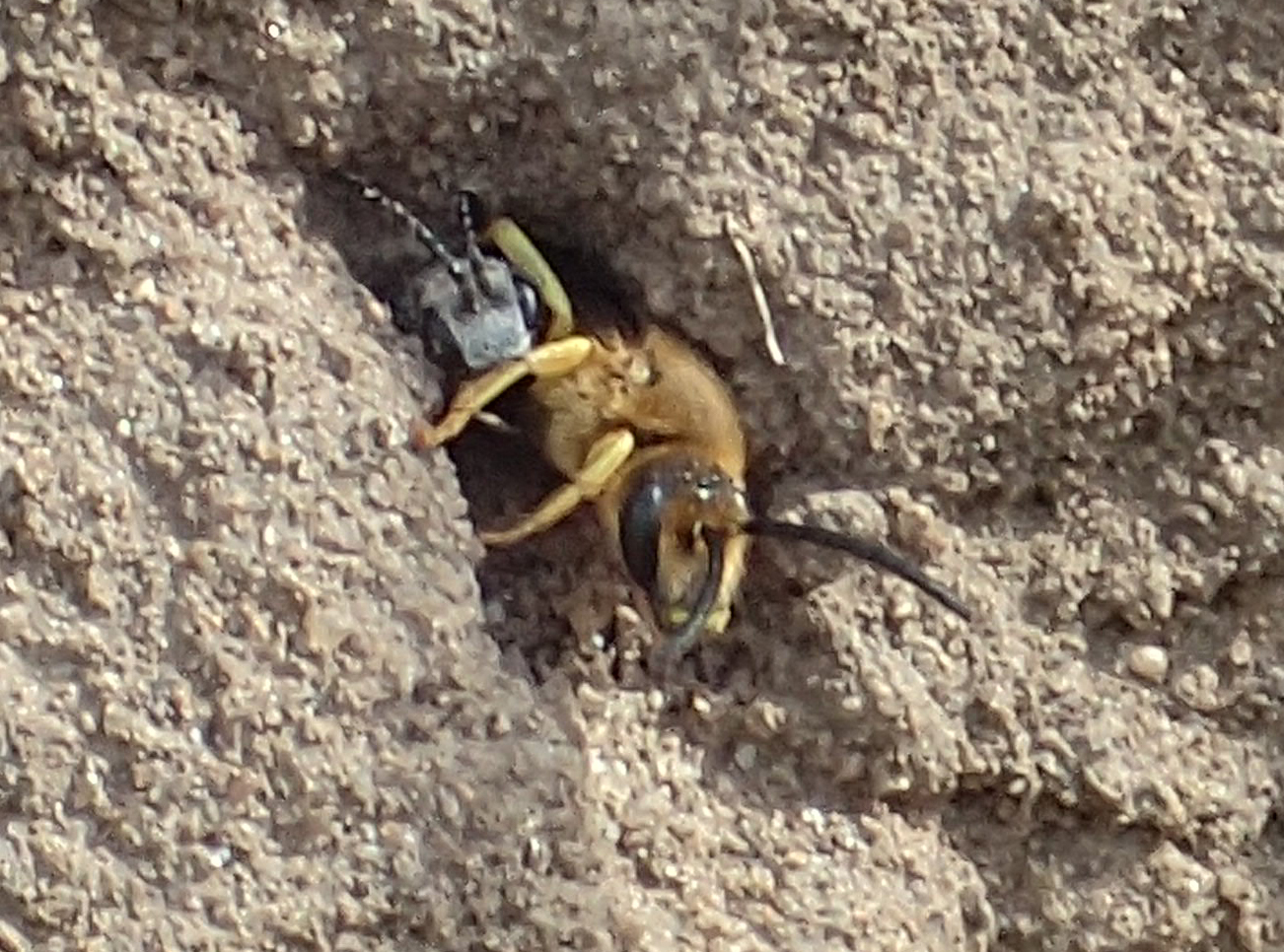 Breedbandgroefbij en bloedbij (foto Jeroen Helmer)