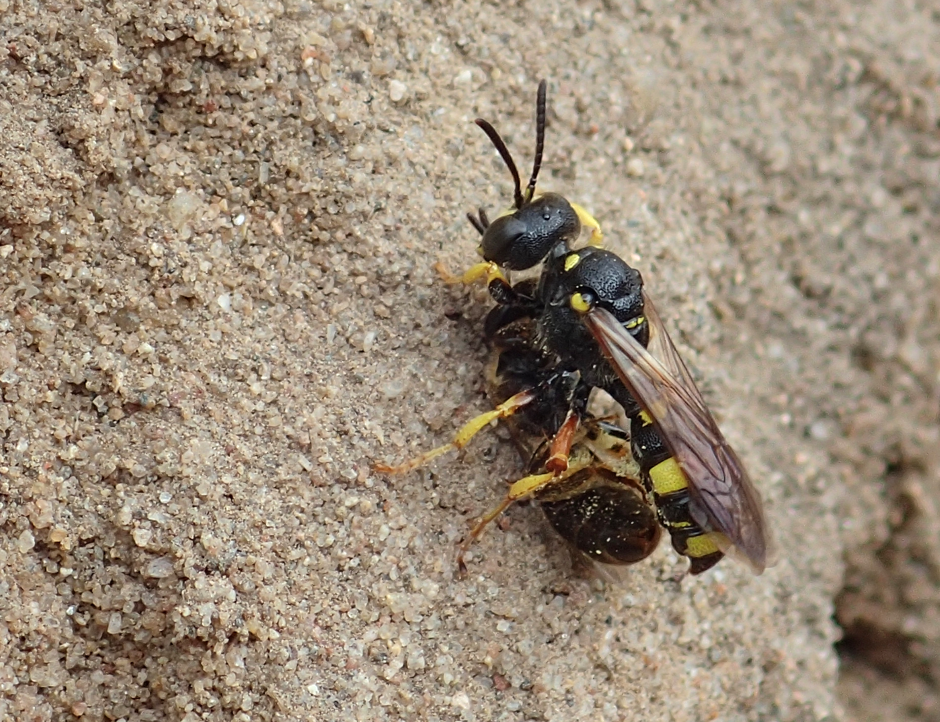 Groefbijendoder met prooi (Foto Jeroen Helmer)
