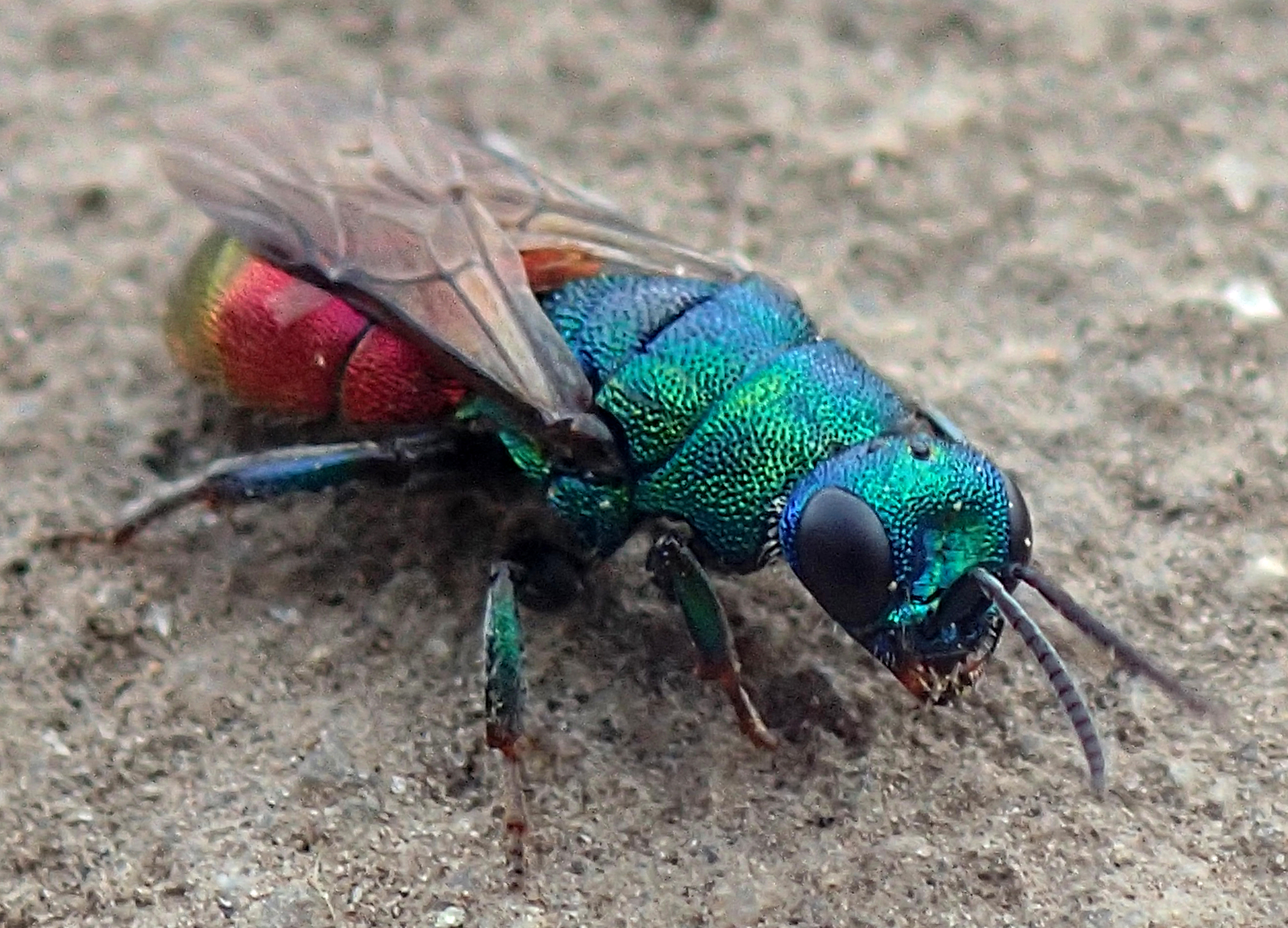 De prachtig gekleurde goudwesp is een van de vele wespensoorten die afkomt op stierenkuilen (Foto: Jeroen Helmer)