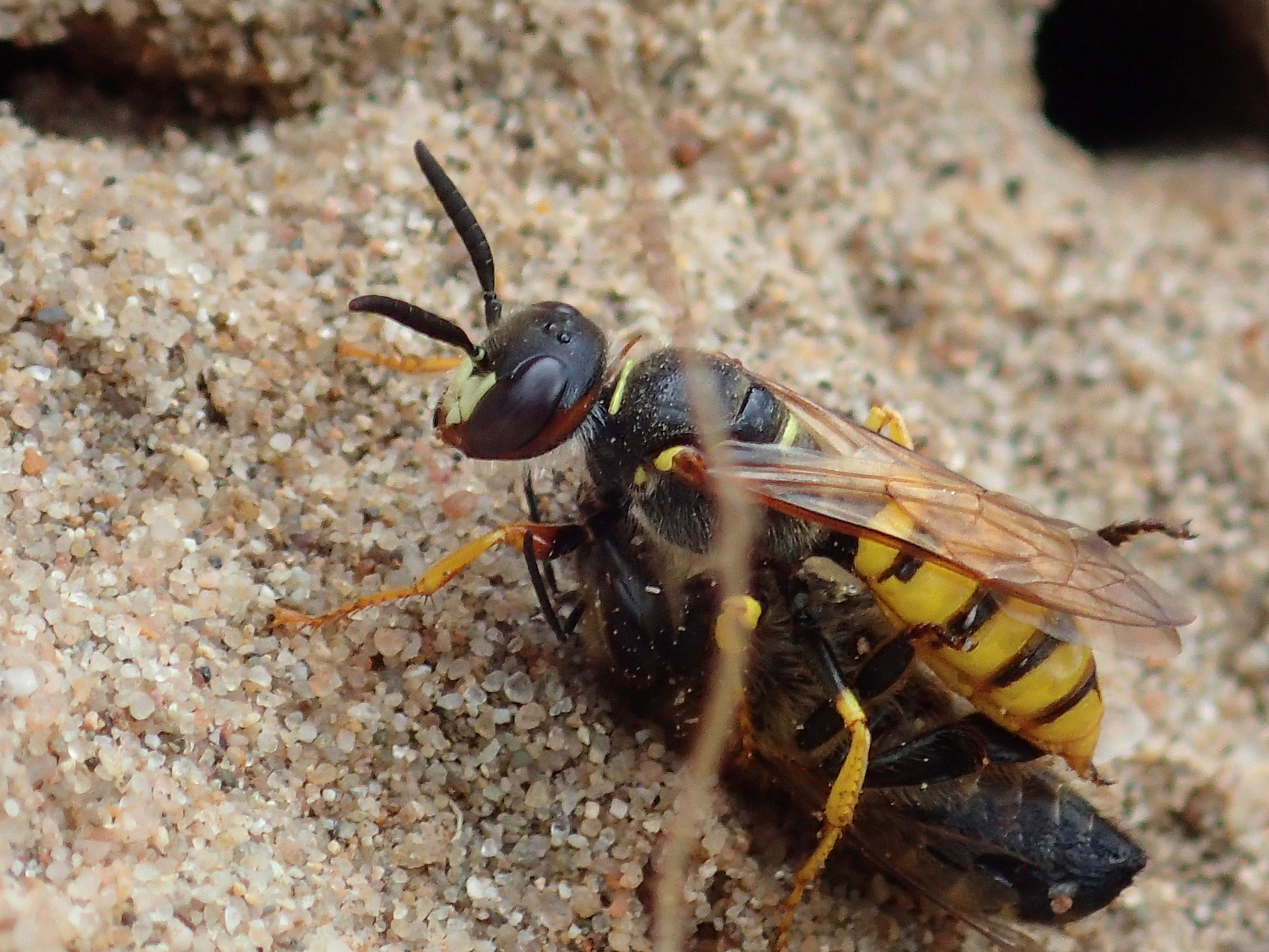 Bijenwolf met bij (Foto: Jeroen Helmer)