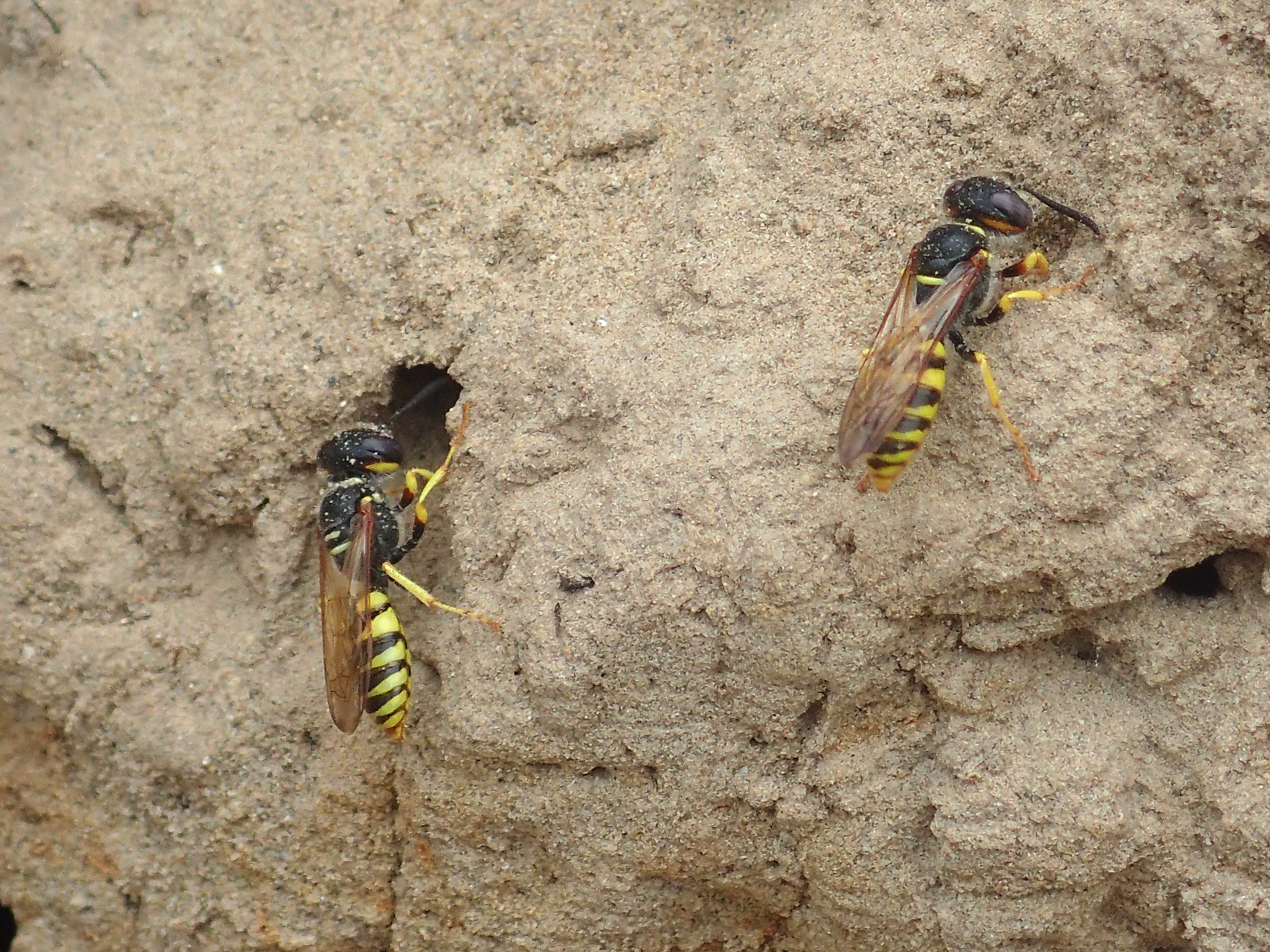 Bijenwolf mannen (Foto: Jeroen Helmer)