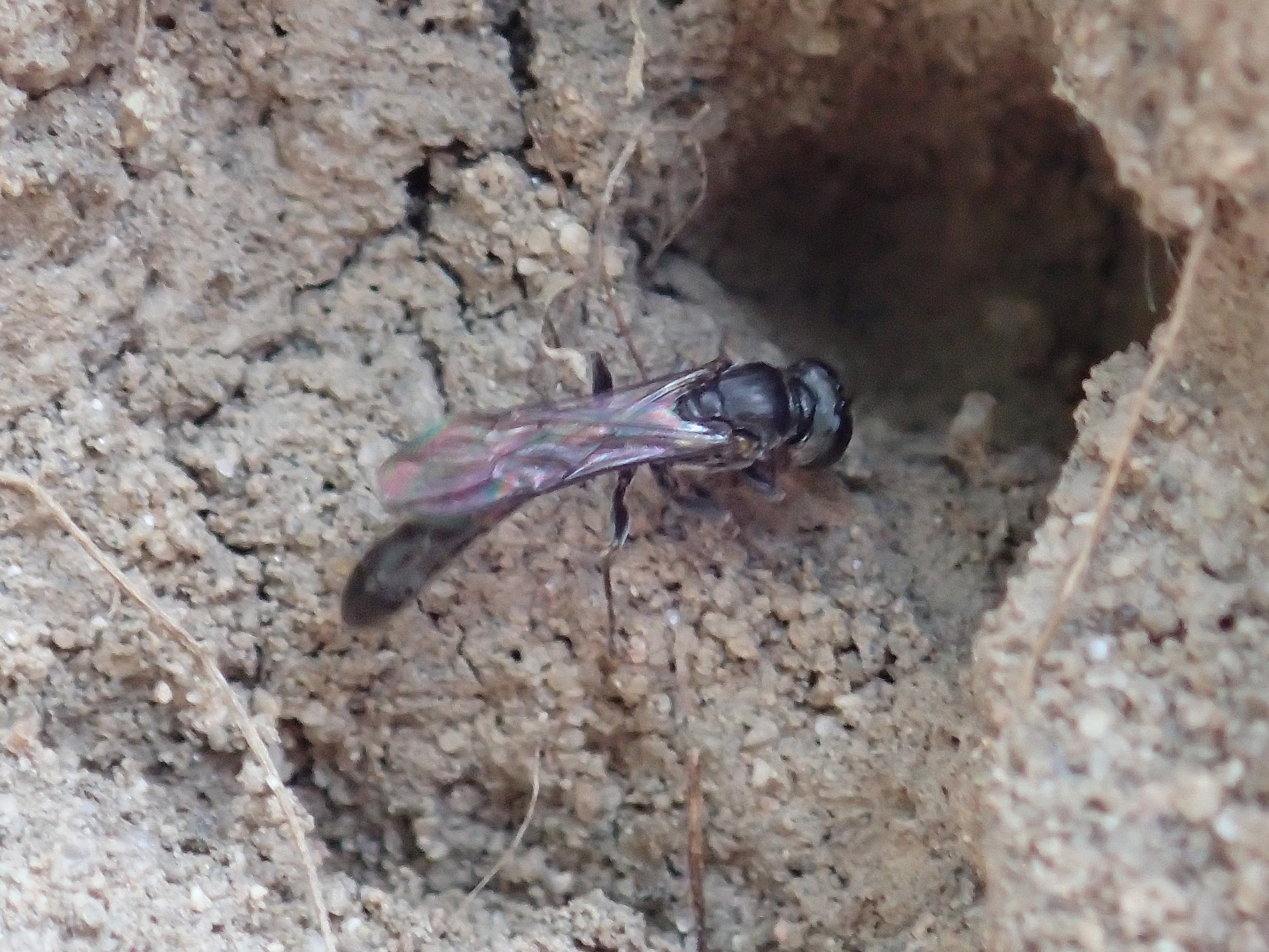 De pottenbakkerswesp is herkenbaar aan het lange dunne achterlijf (foto Jeroen Helmer)