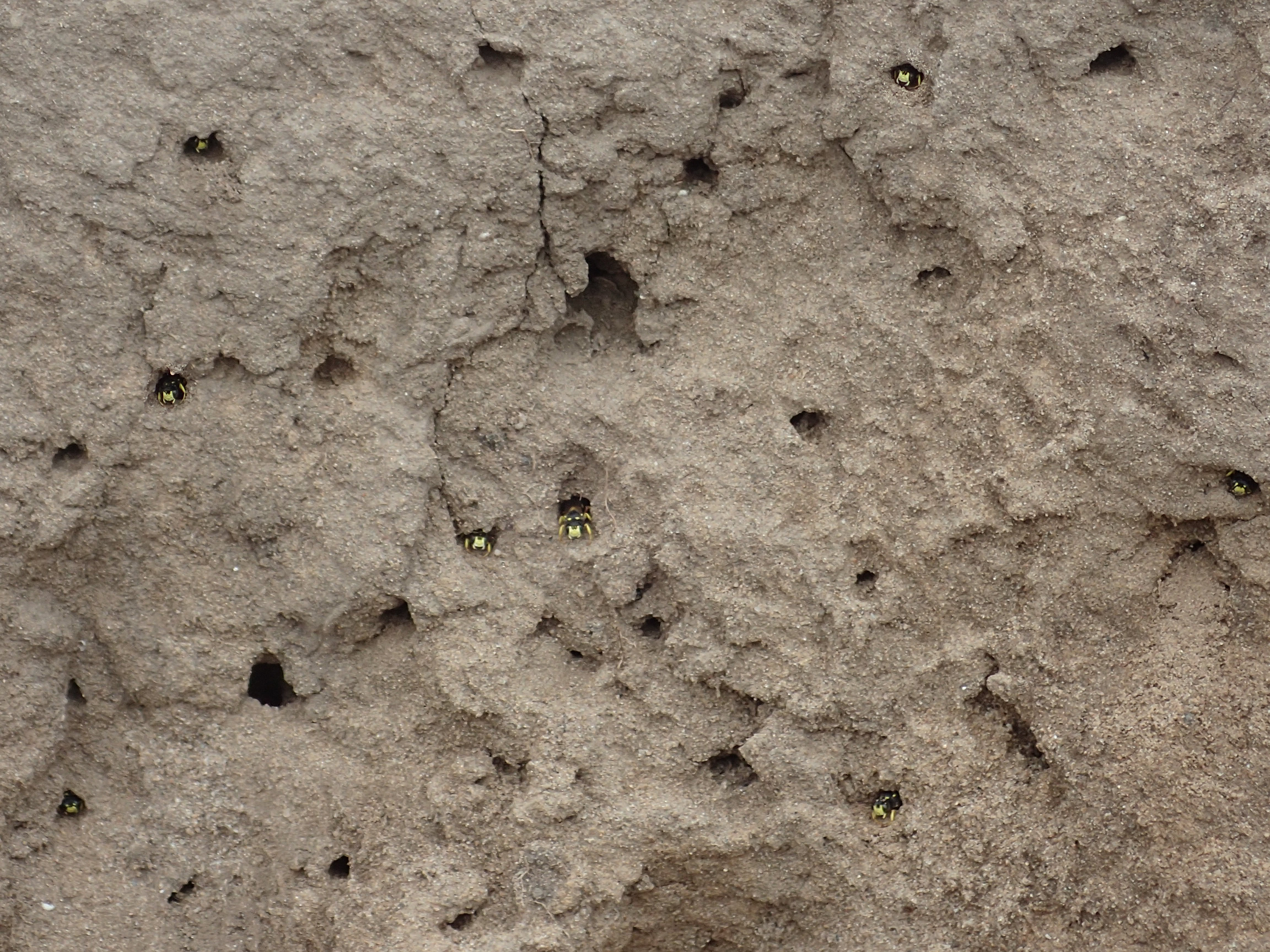 8 groefbijendoders op 1 stierenkuilwand (Foto Jeroen Helmer)