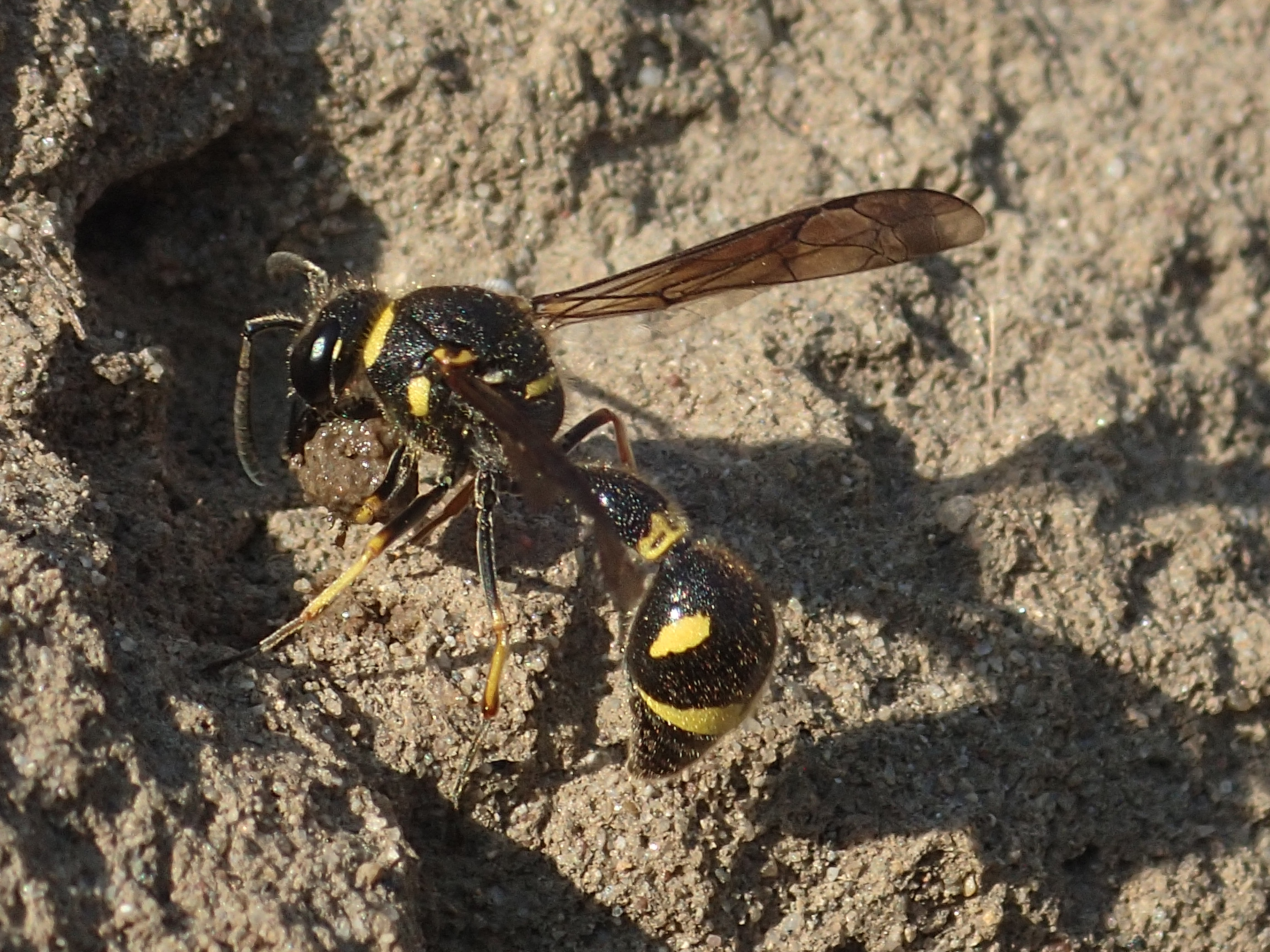 Urntjeswesp bij een stierenkuil
