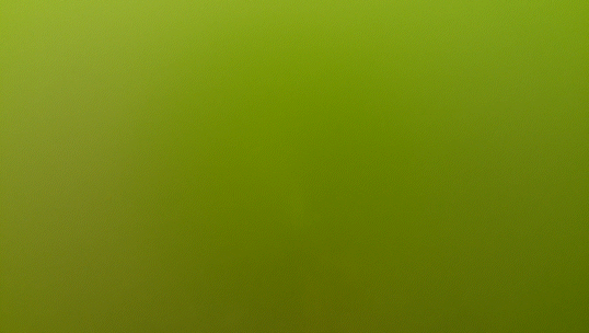 Zeehond onderzoekt camera in troebel zeewater